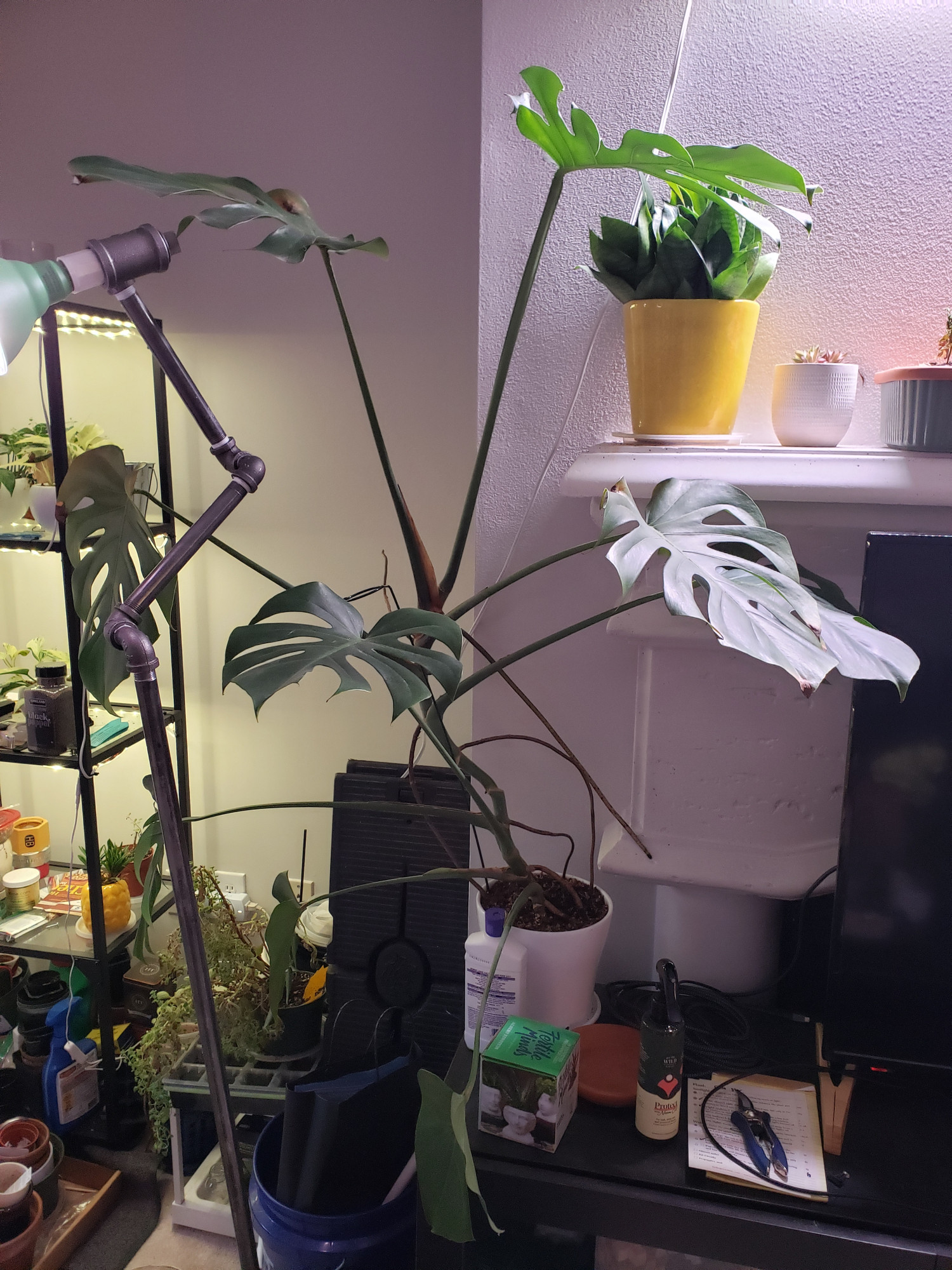 A tall, gangly Monstera Deliciosa plant with eight leaves