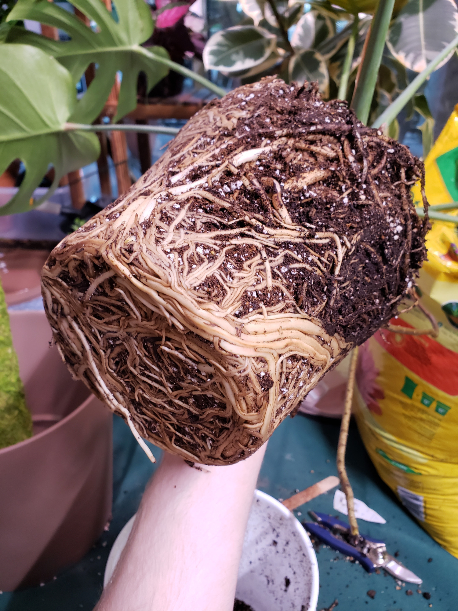 The plant's root ball, looking like tightly packed spaghetti noodles