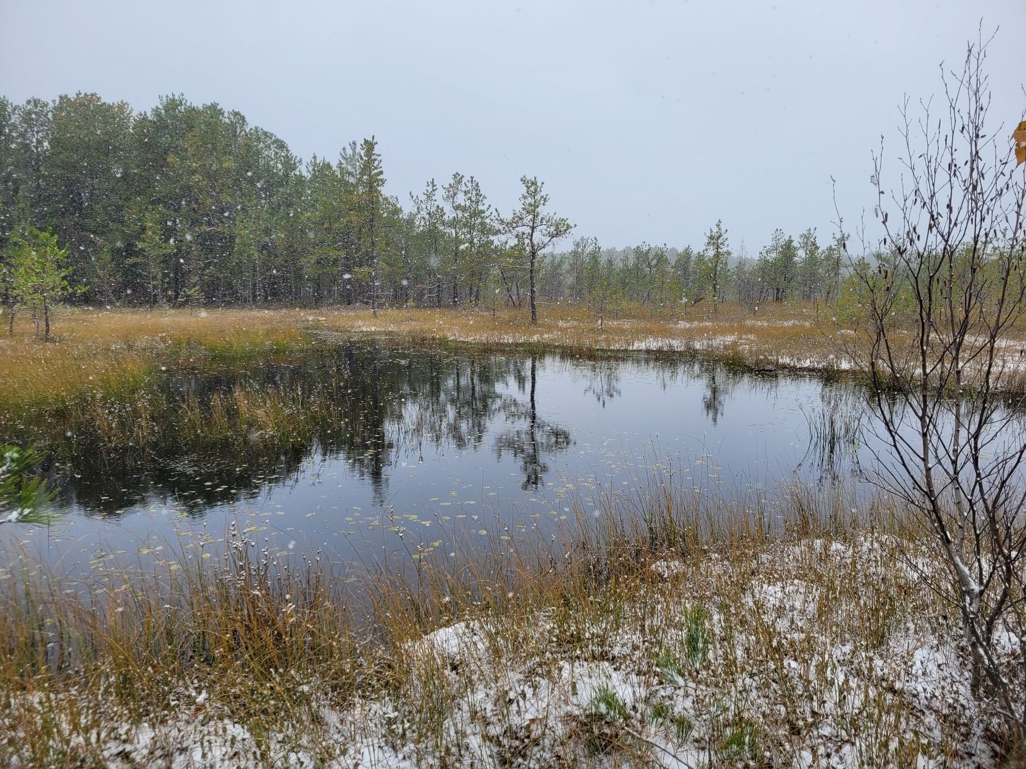 A pond in a peatland in winter. There is a light snow cover on the ground and trees in the background.