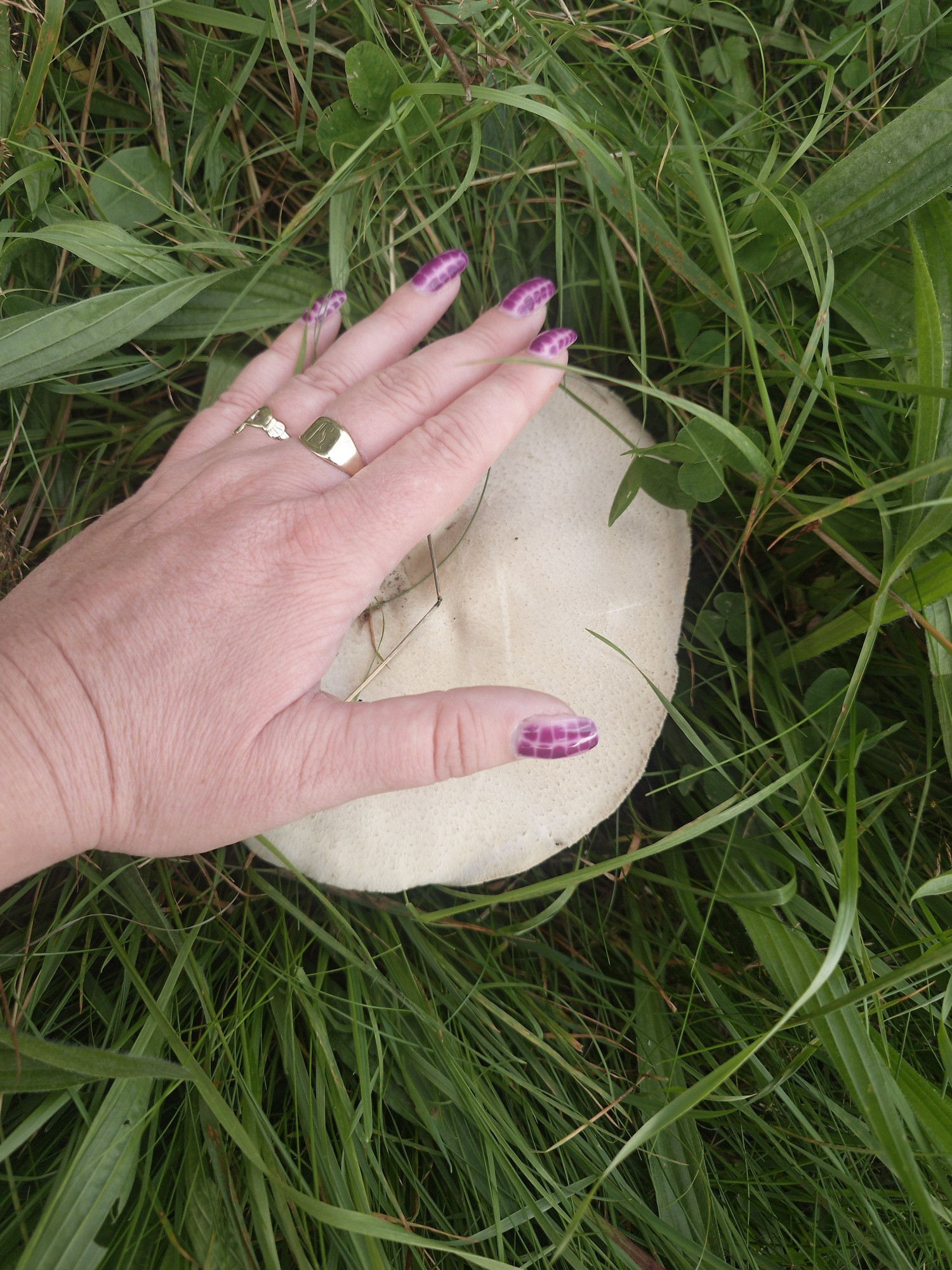 Giant mushroom the size of my hand 