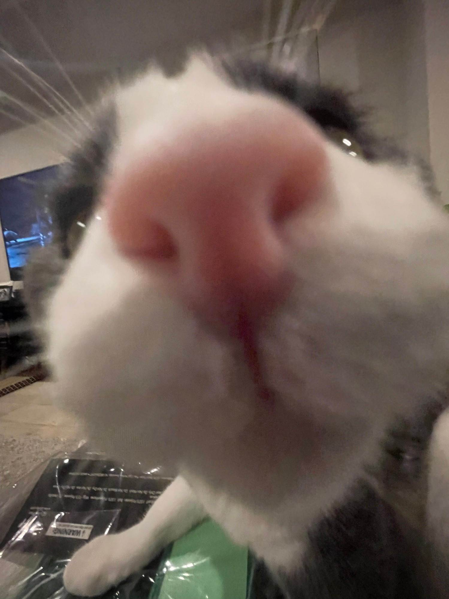 A white and grey cat in a living room looking extremely close to the camera where only their snout, eyes and one back leg are visible, they have a soft pink nose and lots of eyebrow whiskers