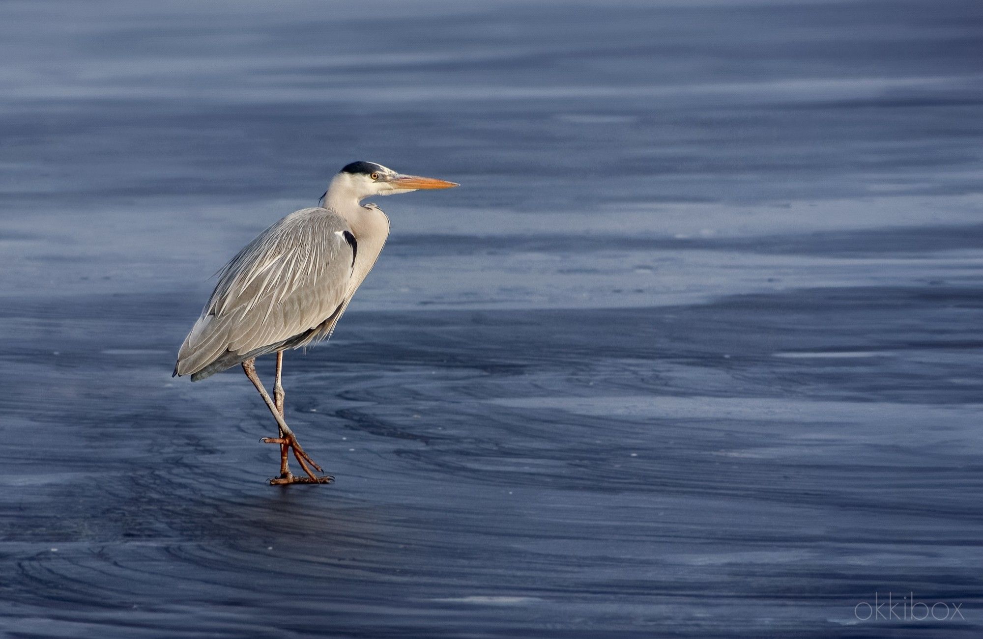 Een blauwe reiger wandelt over de ijsvlakte van een van de Reeuwijkse Plassen.