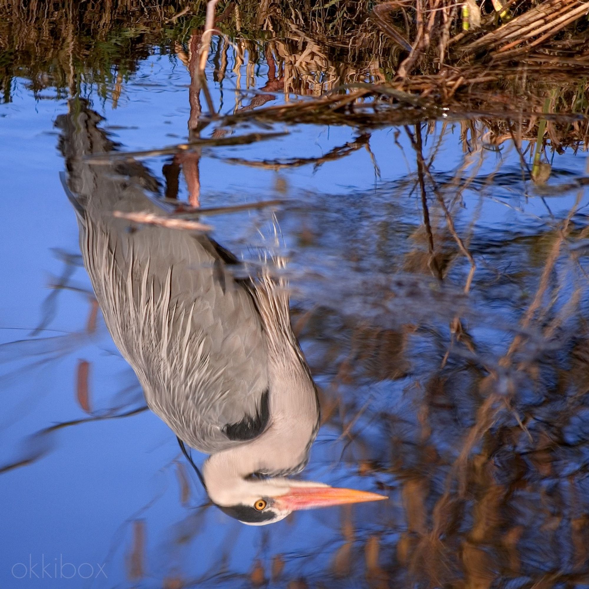 Het spiegelbeeld van een reiger in het water.