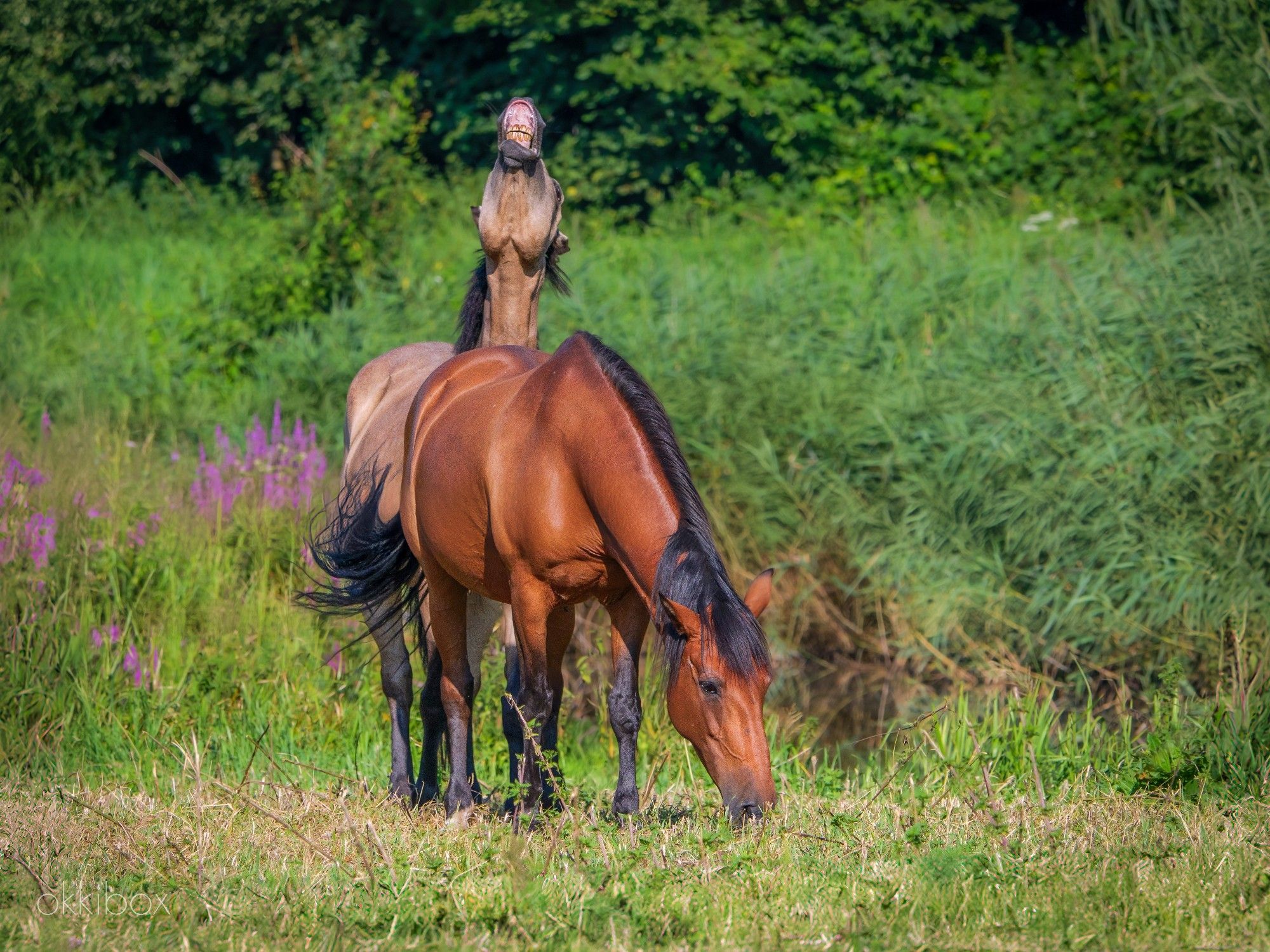 "Hebbie soms een windje gelaten!"

Het beigebruine paard steekt zijn nek uit en houdt het hoofd flink omhoog. Hij tuit de lippen en laat de tanden zien. Zo kan hij nog beter ruiken. Dat noemt men: flemen. Het kastanjebruine paard op de voorgrond blijft rustig door grazen.