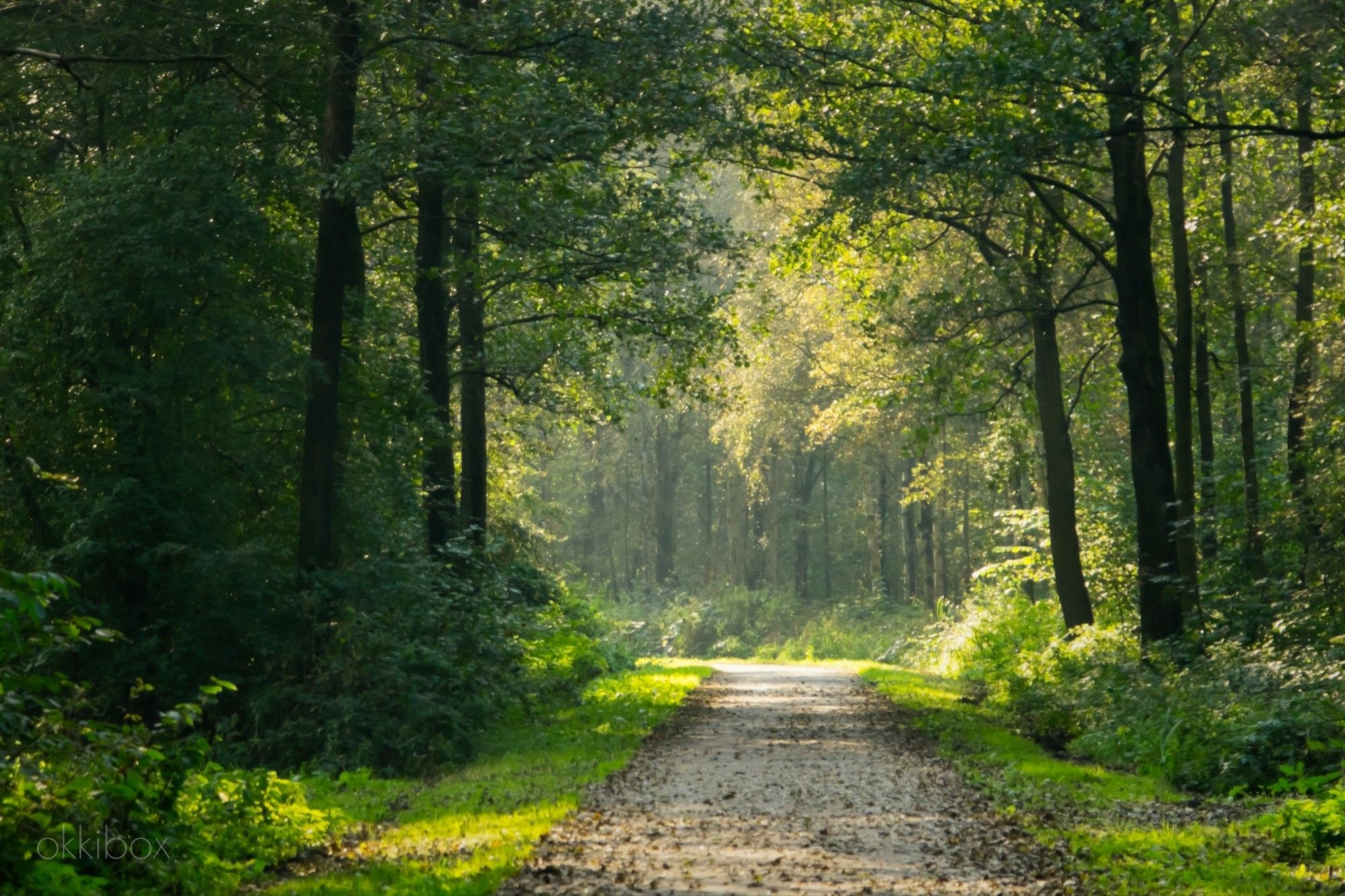 Een stukje bos met wandel/fietspad in Reeuwijk.