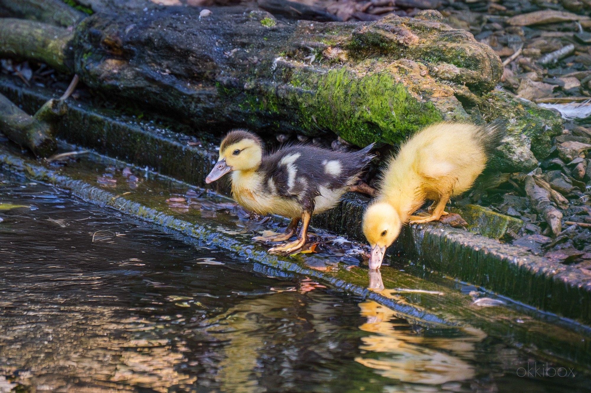 Twee jonge eenden aan de waterkant