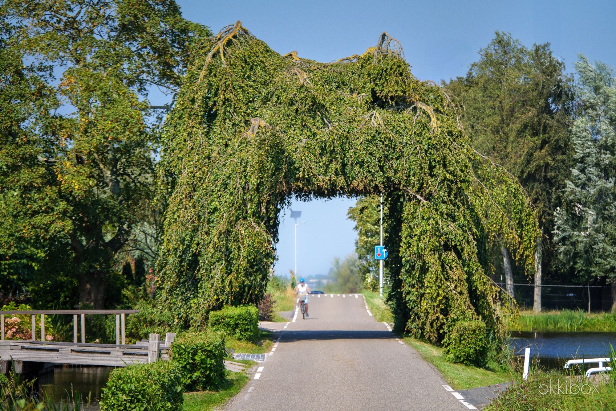 De Bloemendaalseweg. 

Op de grens van Gouda, Waddinxveen en Reeuwijk hangt deze iconische boom over een smalle weg door de polder. Er is een ruime opening in gesnoeid zodat het verkeer er doorheen kan. Uitgezonderd grote vrachtwagens. Maar die mochten er toch al niet rijden.