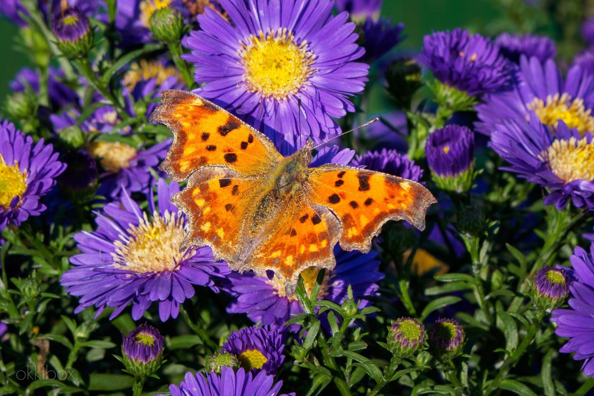 De gehakkelde aurelia is een oranje vlinder met zwarte en lichtere vlekjes en heeft gekartelde randen aan de vleugels. De vlinder rust uit op de bloemetjes van de paarse herfstaster.