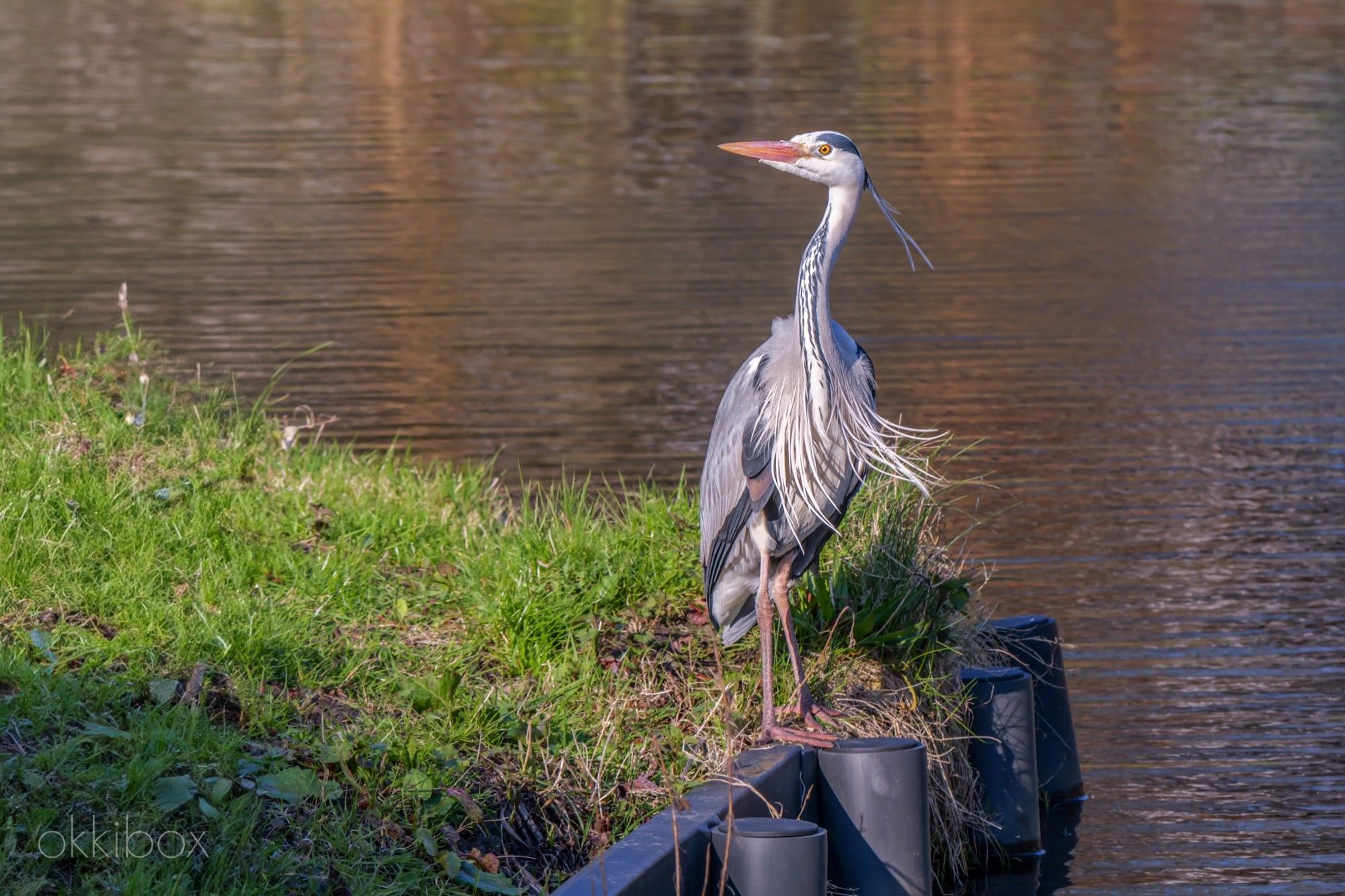 Een blauwe reiger in het gras aan de slootkant. De felle oostenwind doet zijn veren opwaaien.