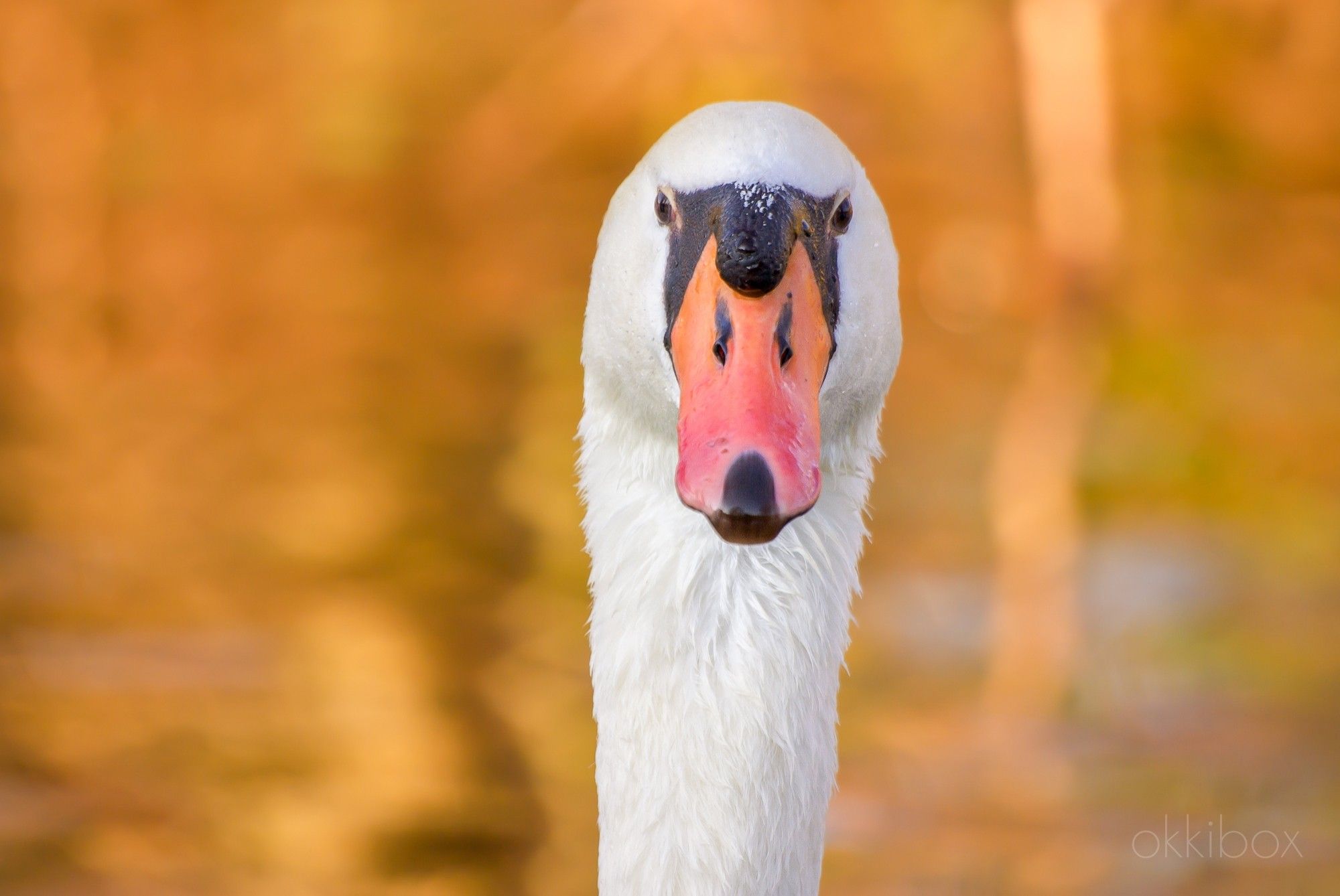 De kop en deel nek van een knobbelzwaan tegen het goudgele water van de sloot dat de zonneschijn op het achterliggende weiland reflecteert. De vogel kijkt je recht van voren aan.