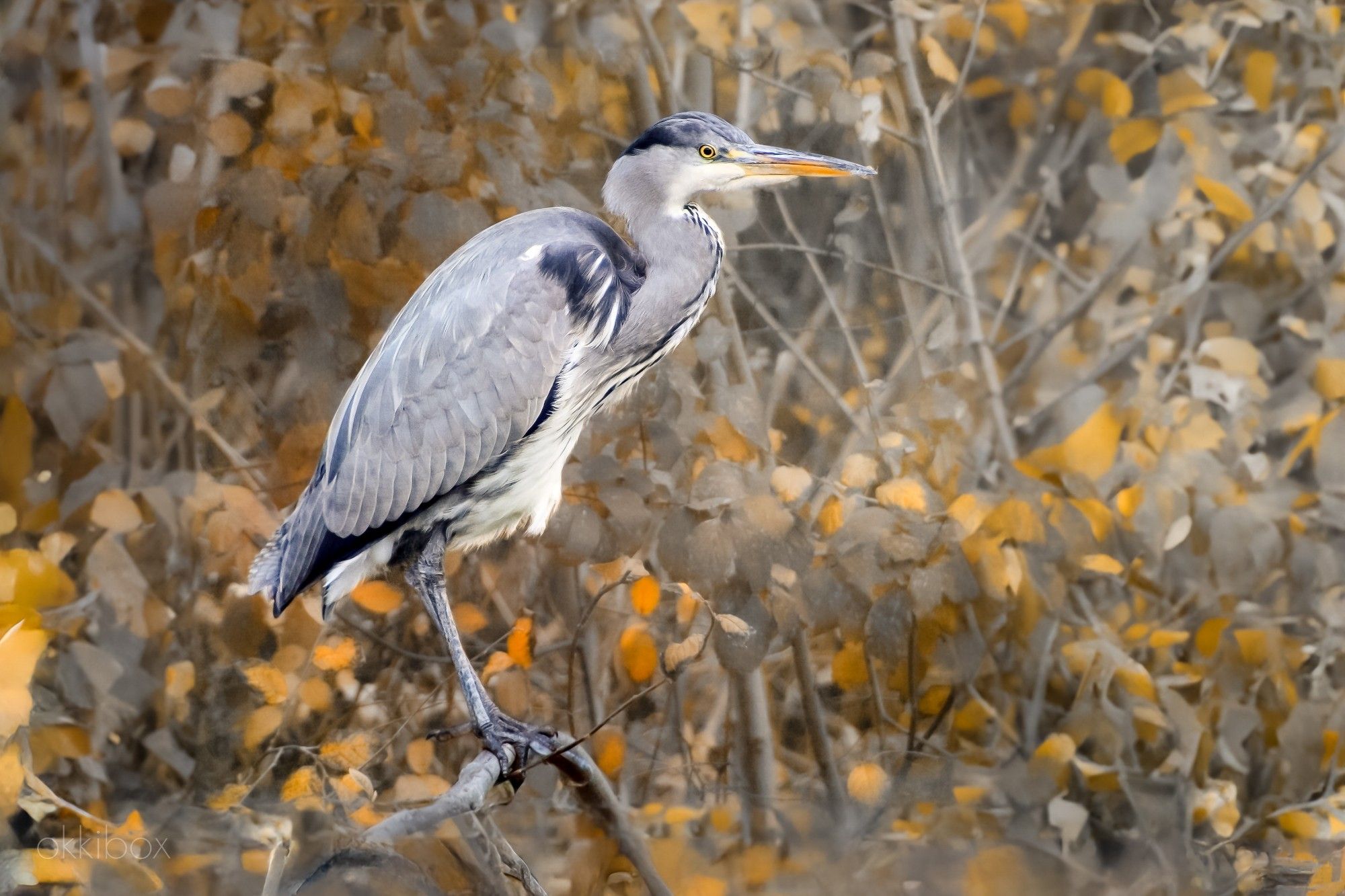 Een blauwe reiger zit op een tak tegen een achtergrond van struiken in herfstkleuren.