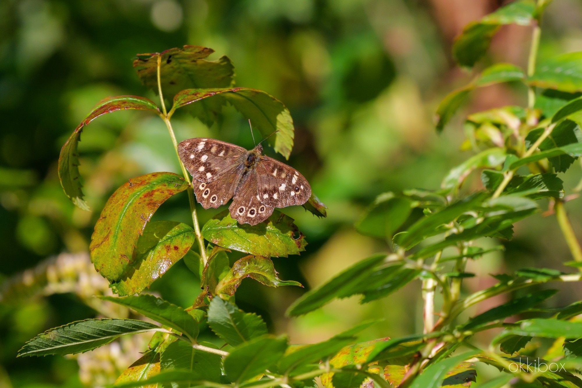 Een van de laatste vlinders is het bont zandoogje. Hier rust de volledig bruine vlinder met witte vlekjes heel even uit op een blad van een struik. De blaadjes beginnen al aardig te verkleuren.