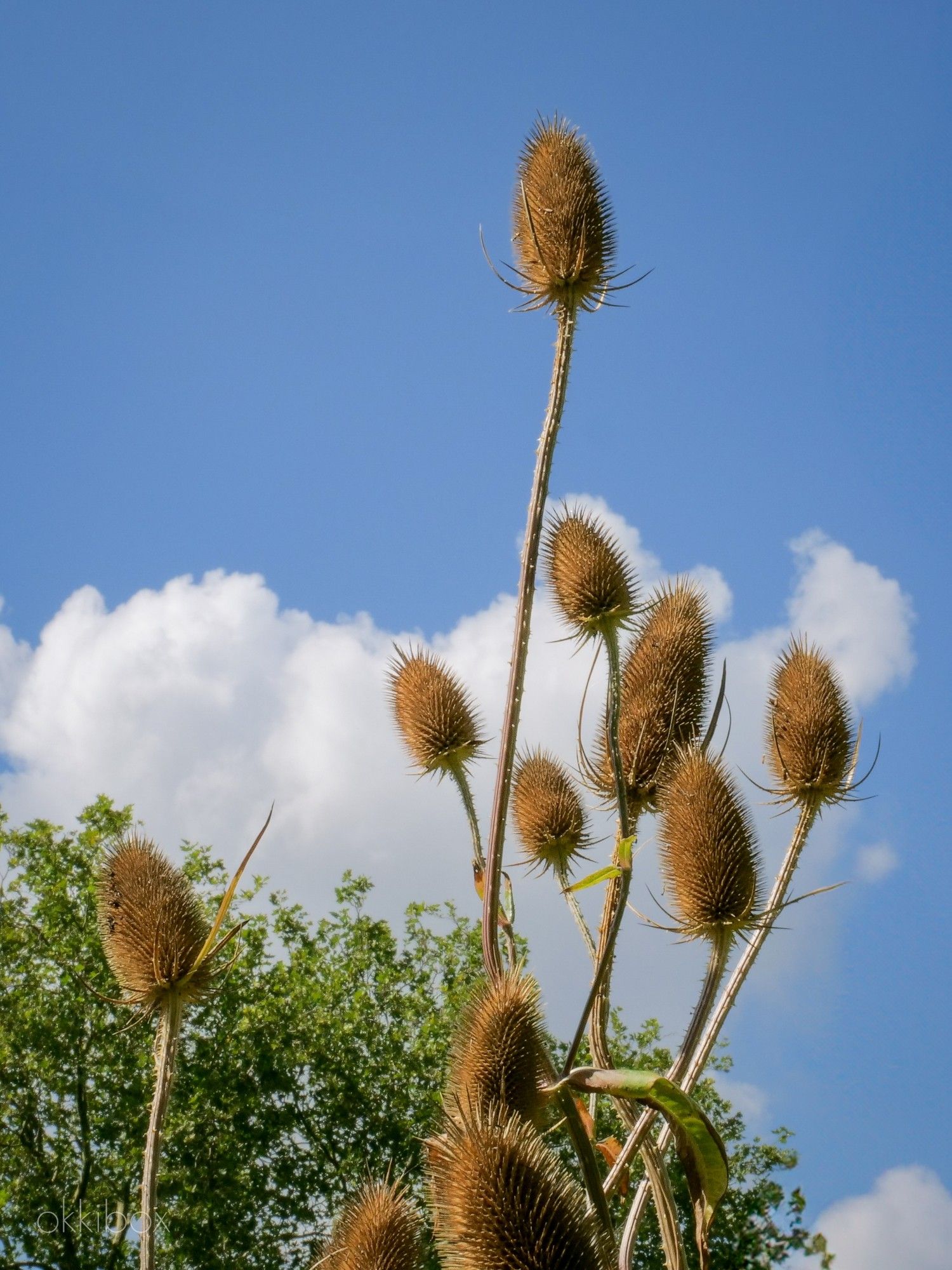 De grote kaardenbol is uitgebloeid en de bruine stengels met de uitbloeide bloemen steken scherp af tegen een blauwe lucht. Op de achtergrond staat een nog volledig groene boom