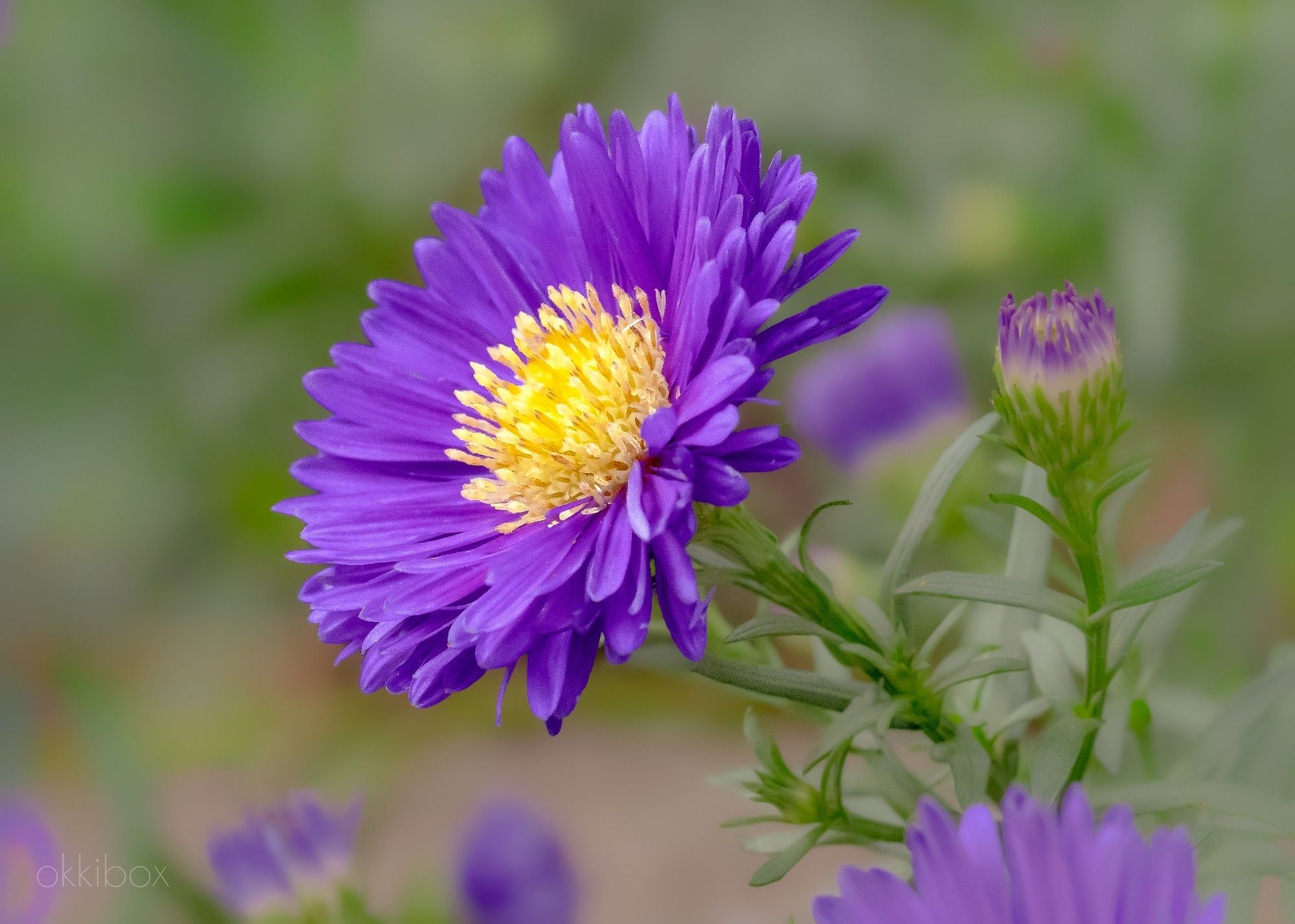 Een takje met een paarse bloem (herfstaster) met een geel hartje (meeldraden) en een bloem in de knop tegen een vervaagde zachtgroene achtergrond.