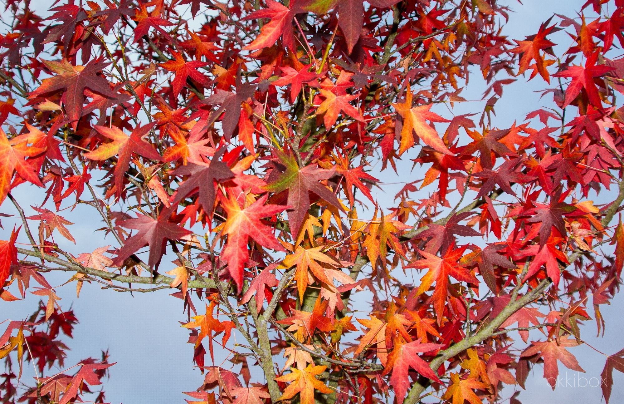 Deel van een boom met blaadjes in herfstkleuren van oranjerood tot donkerrood tegen een zacht blauwe lucht.