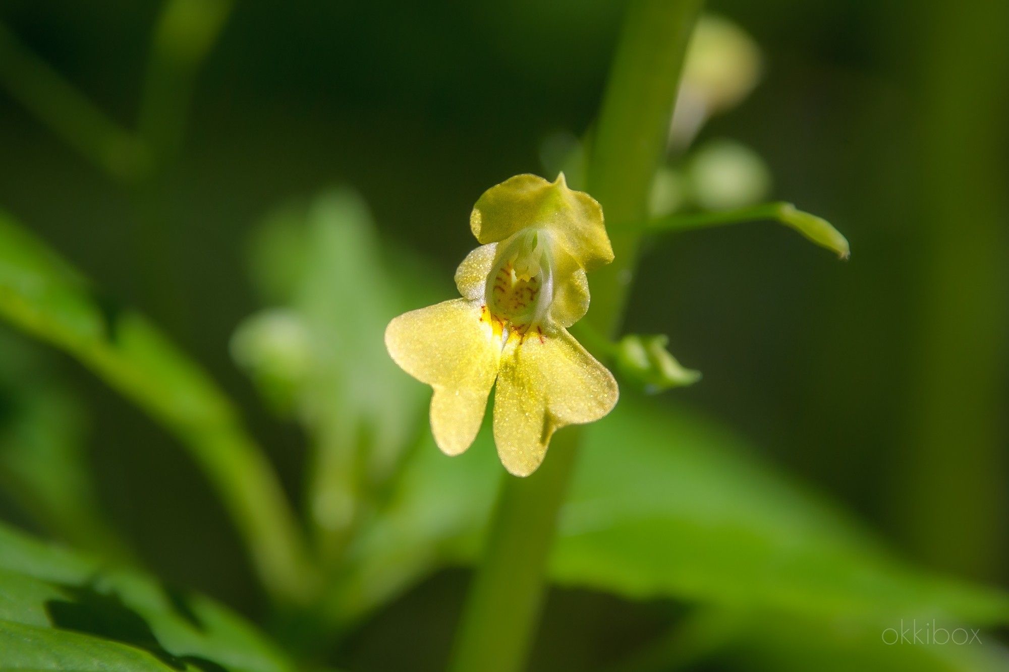 Het lichtgele bloemetje van het Klein springzaad tegen een vervaagde zachtgroene achtergrond.