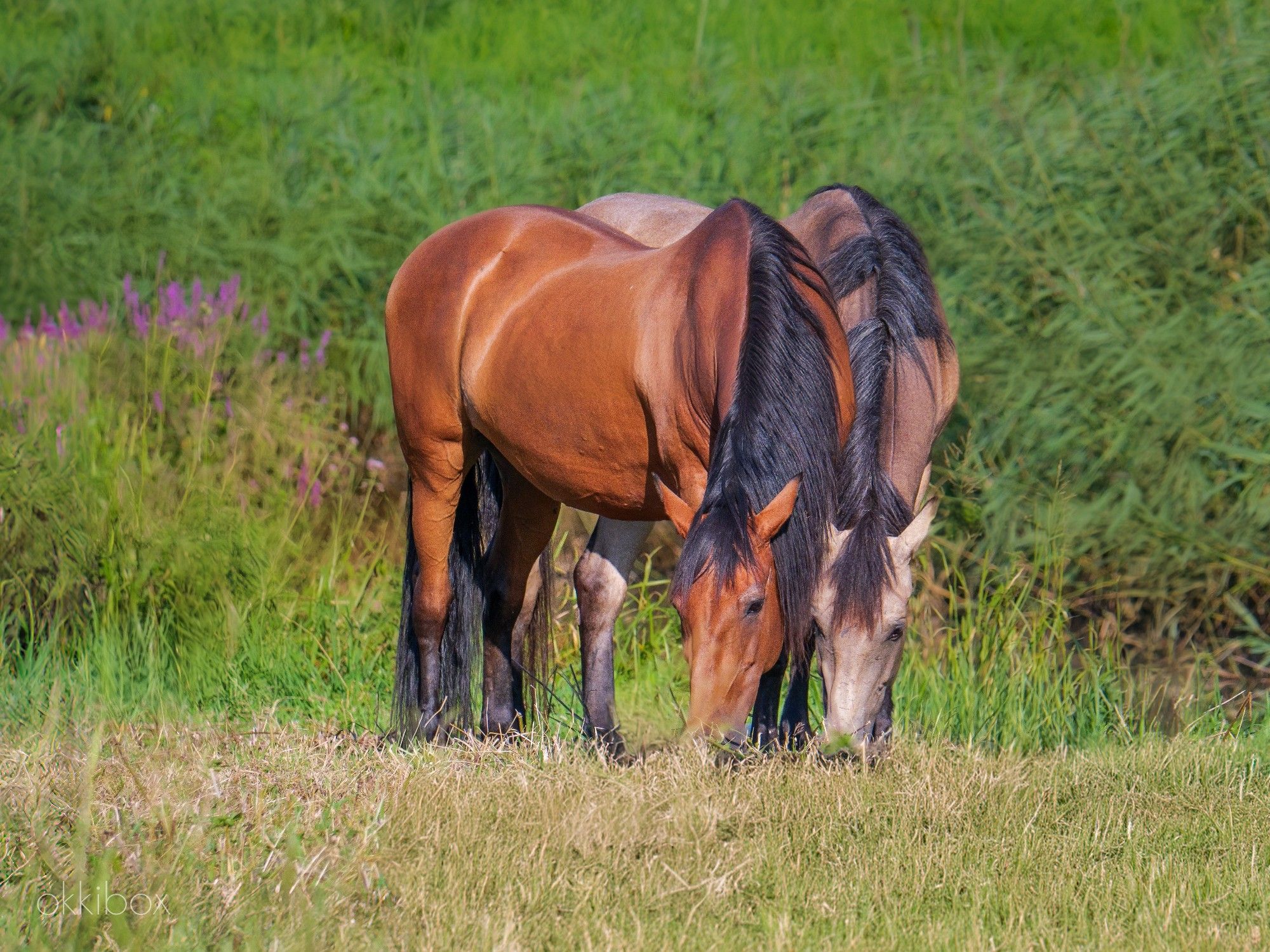 Twee paarden met zwarte manen. Het ene paard is kastanjebruin, het ander is licht beigebruin en staat achter het bruine paard in dezelfde houding en richting te grazen. Het gras is net gemaaid en vertoont gele plekken. Op de achtergrond zie je nog hoe hoe hoog dat gras stond.