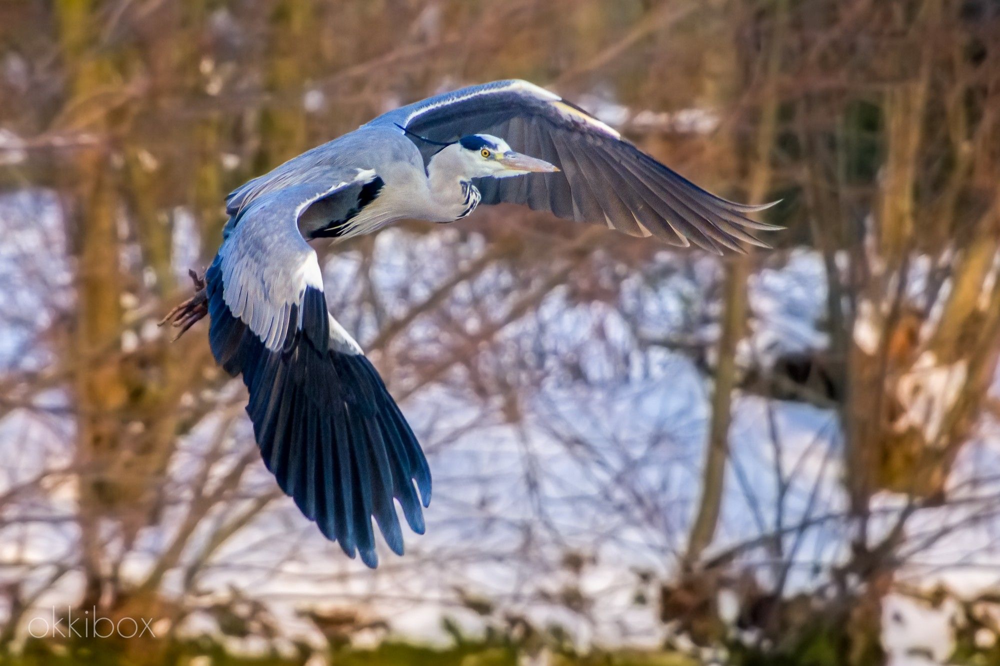 Een blauwe reiger vliegt over.