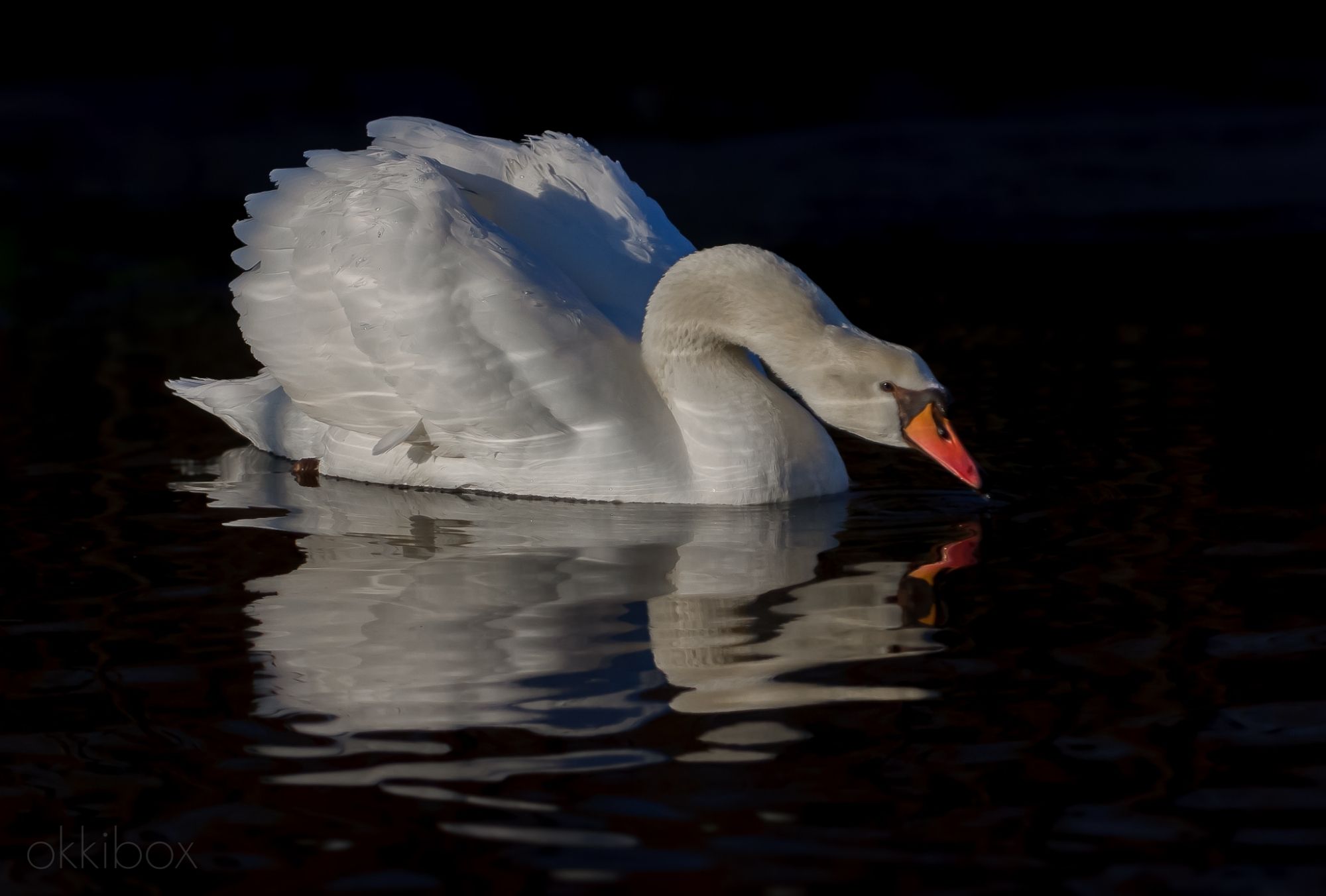 Het schemert. De knobbelzwaan dobbert op zijn gemak in het water van de sloot en neemt een slokje. De omgeving is donker, maar de grote witte vogel licht nog mooi op in de avondzon.