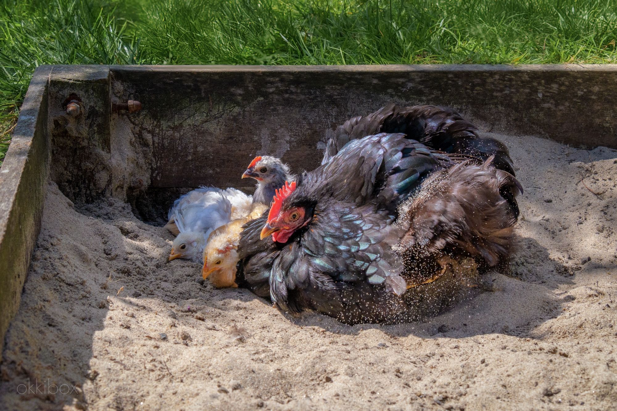 Moeder kip met kuikens in de zandbak.