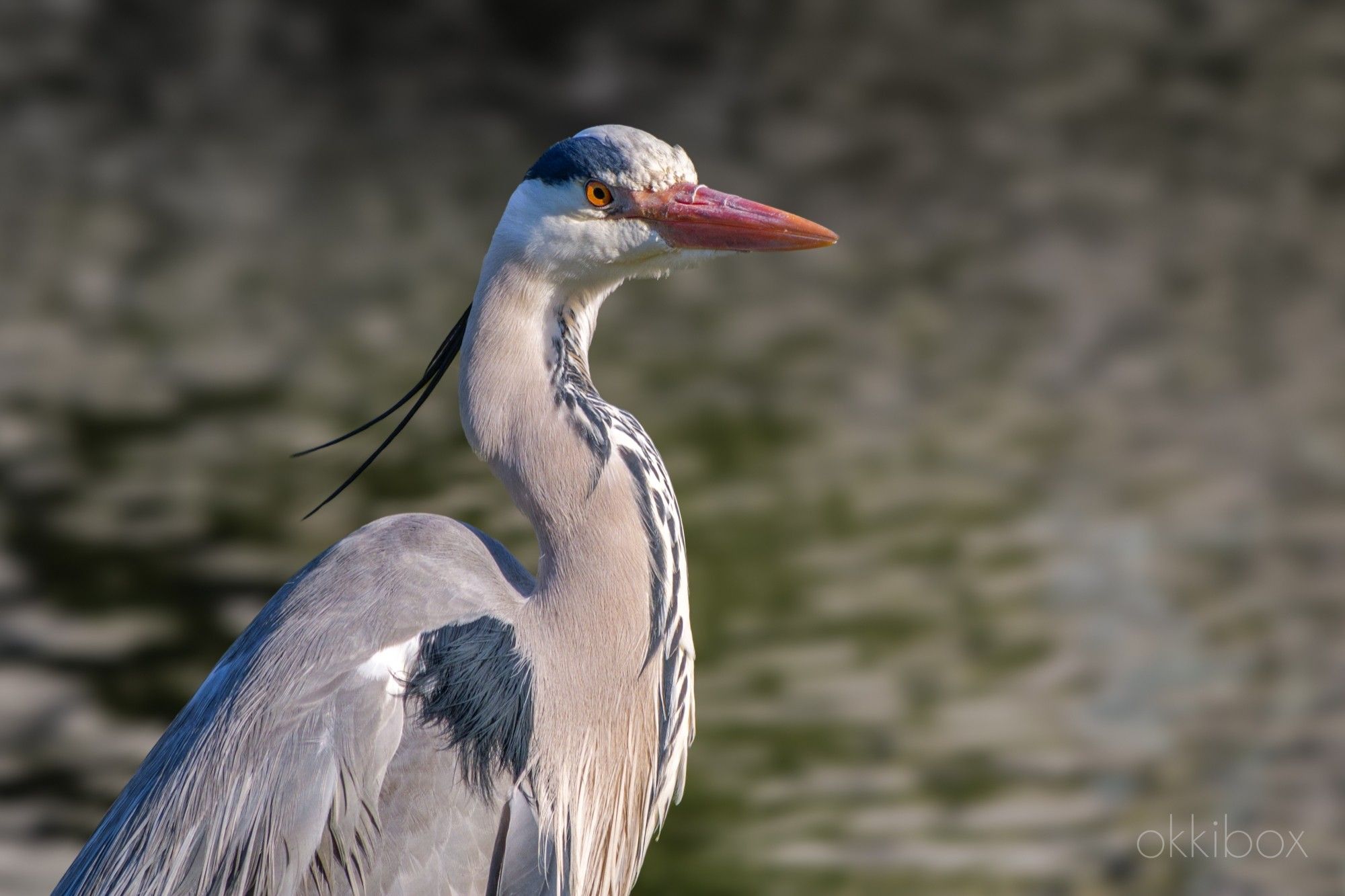 De kop en deel lichaam van een blauwe reiger tegen de achtergrond van het water.