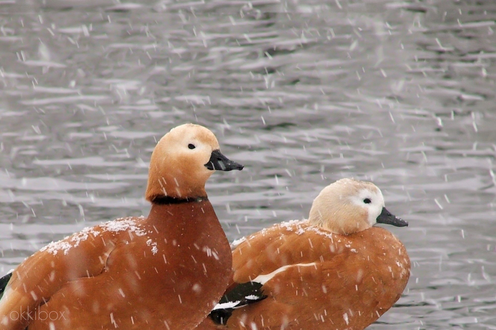 Twee casarca eenden in de sneeuw. Op de achtergrond zie je vervaagd water.