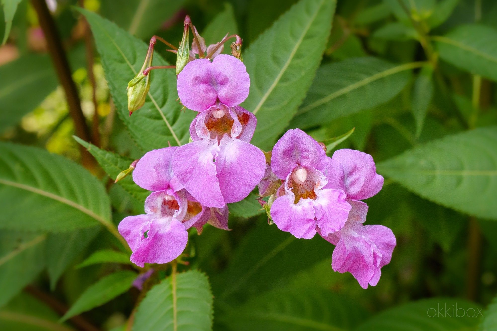 Vier fraaie roze bloemen en knopen van de Reuzenbalsemien tegen het groen van de bladeren.