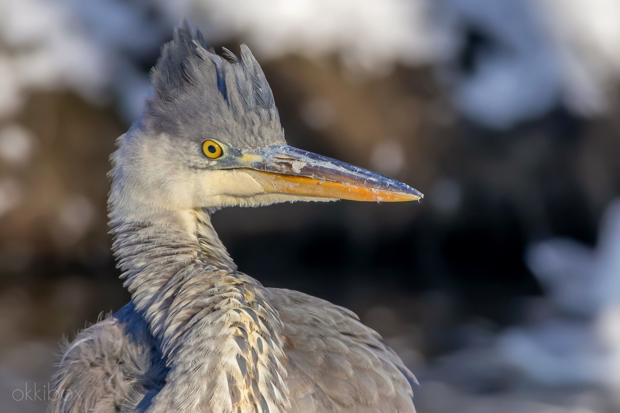 Het portret van een jonge reiger met zijn nog grijze kuif.