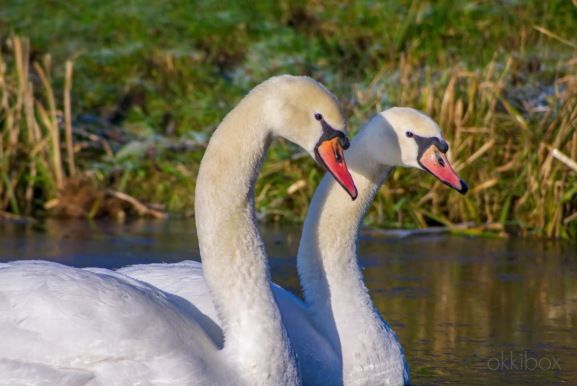 Twee verliefde zwanen in een sloot. Het is hartje winter, de zon schijnt fel. Een deel van de sloot is bevroren.