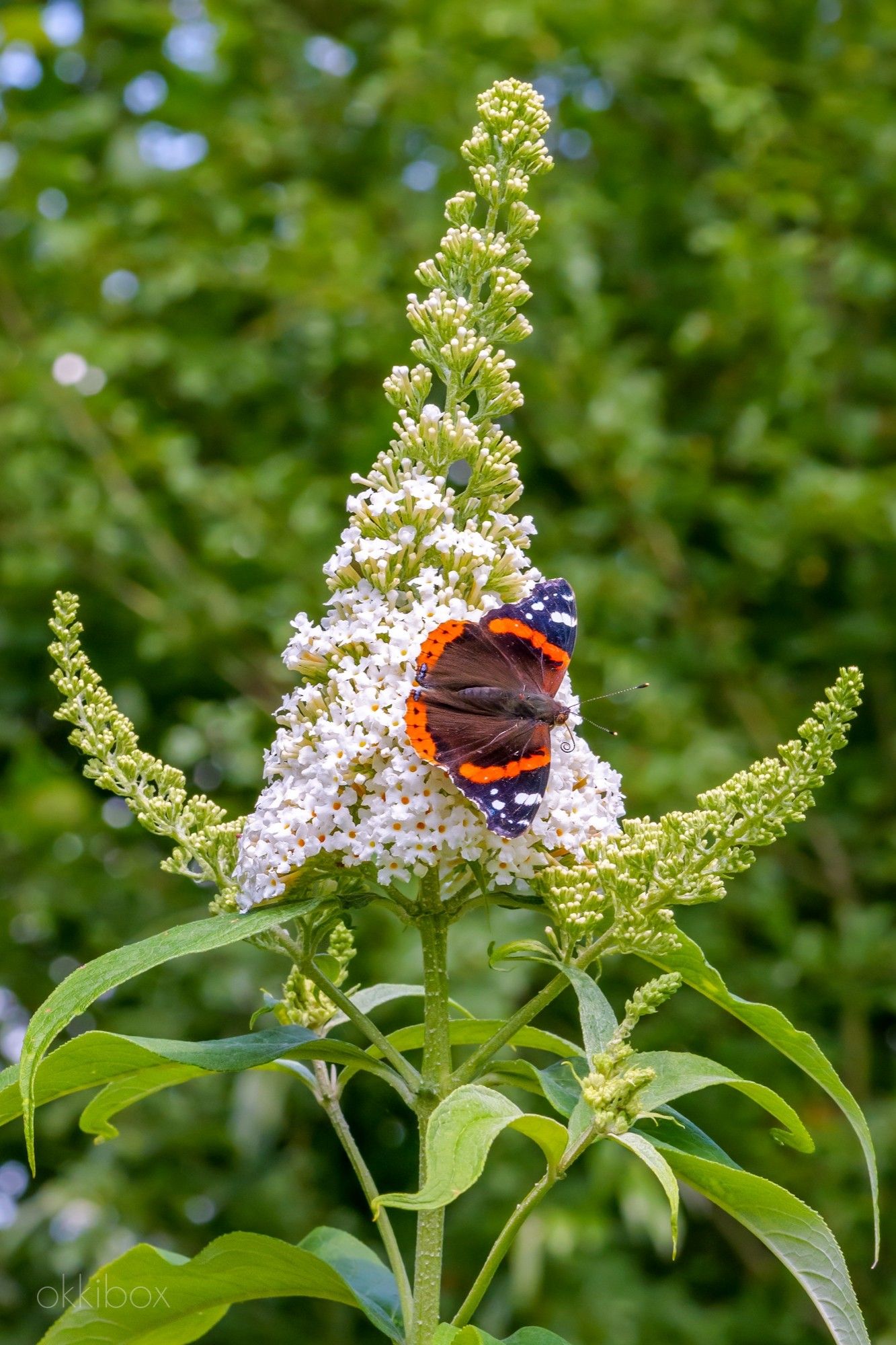 Een atalanta (vlinder) hoog in de witte vlinderboom.