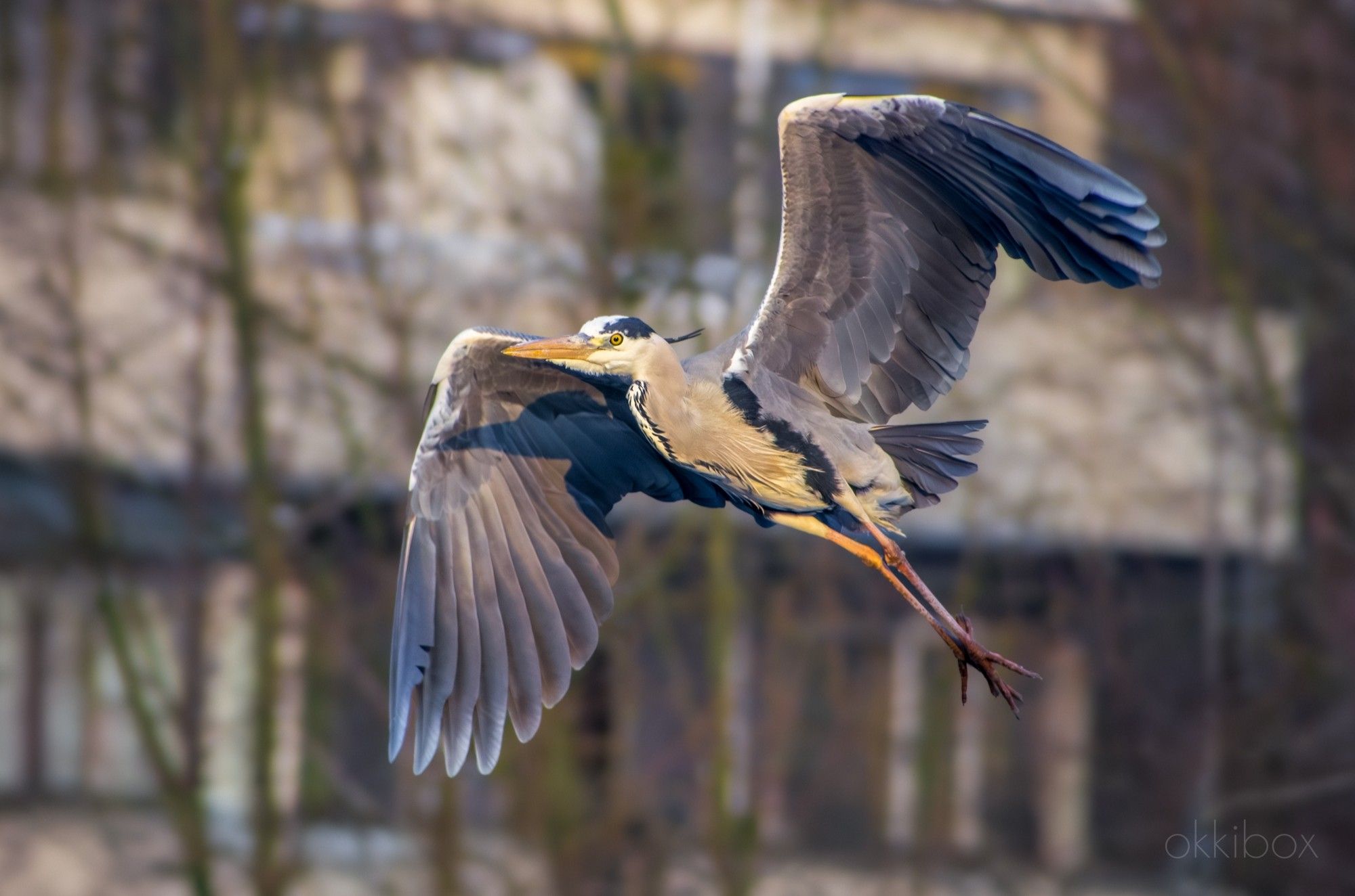 Een blauwe reiger vlucht weg. Op de achtergrond zie je de vervaagde contouren van bomen met daarachter een flat.