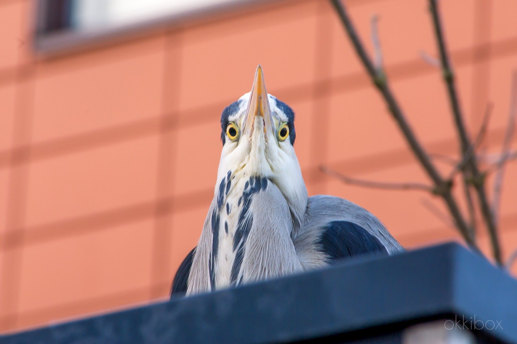 De kop van een reiger van onderen en recht van voren gefotografeerd. De grote gele ogen kijken je verwonderd aan vanaf het hoge, platte schuurdak.