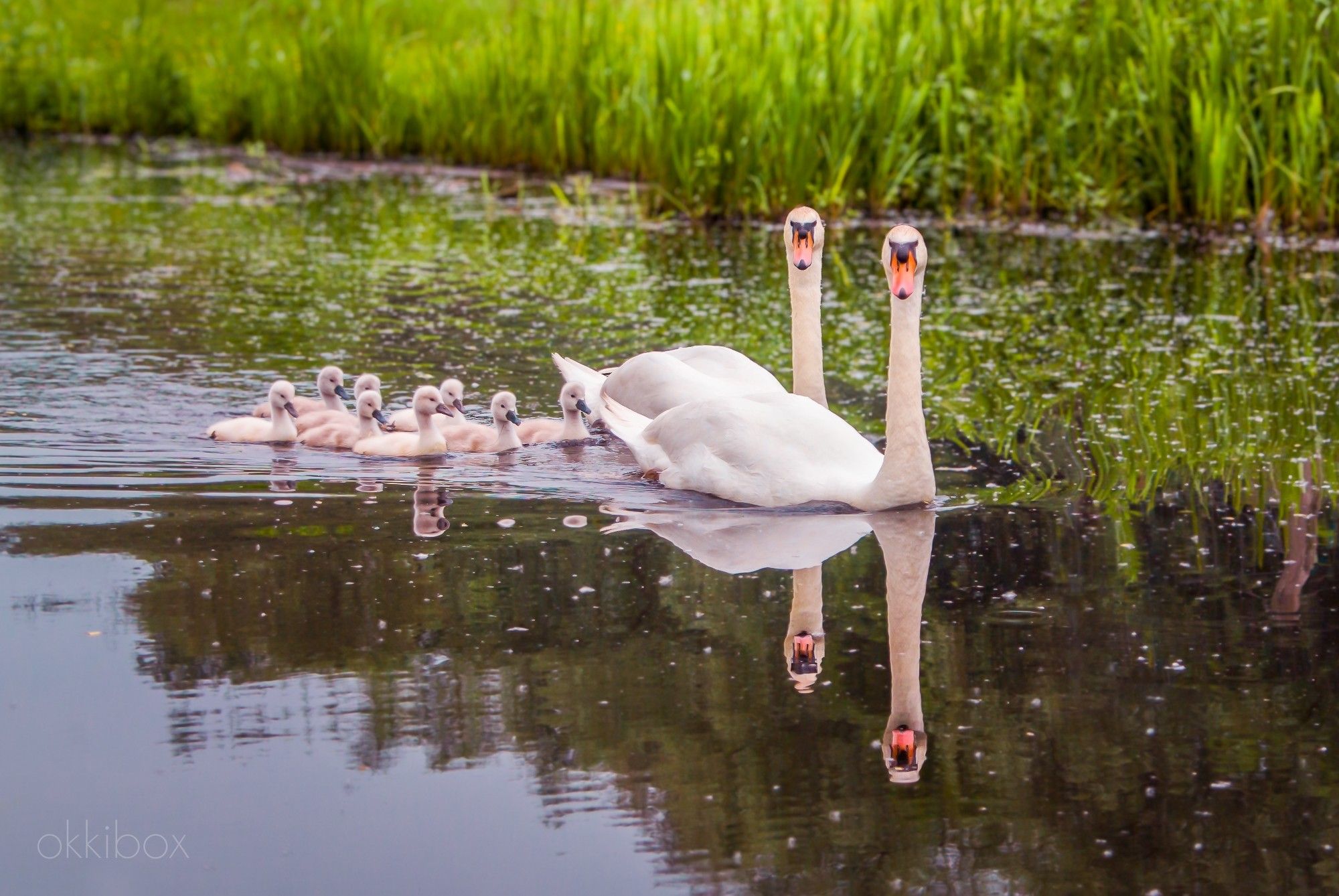 Vader en moeder knobbelzwaan met een hele rits babyzwanen erachteraan al zwemmend richting de volgende bestemming. Op de achtergrond zie je de slootkant met riet en gras.