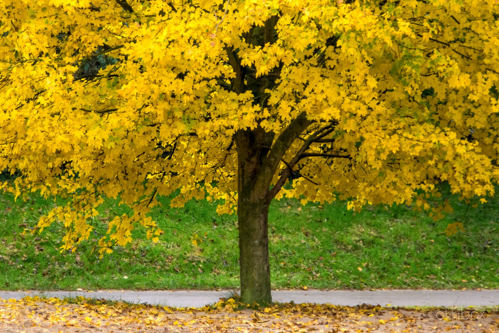 Een boom vol geel blad in een park naast het voetpad en een strook gras. 