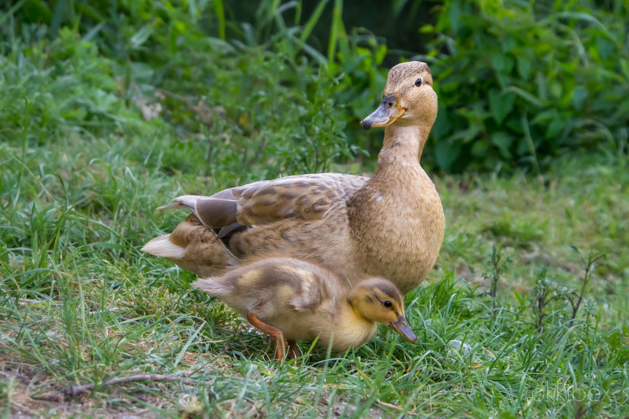 Een alerte, zachtbruine moedereend met een jong eendje naast haar in het gras.