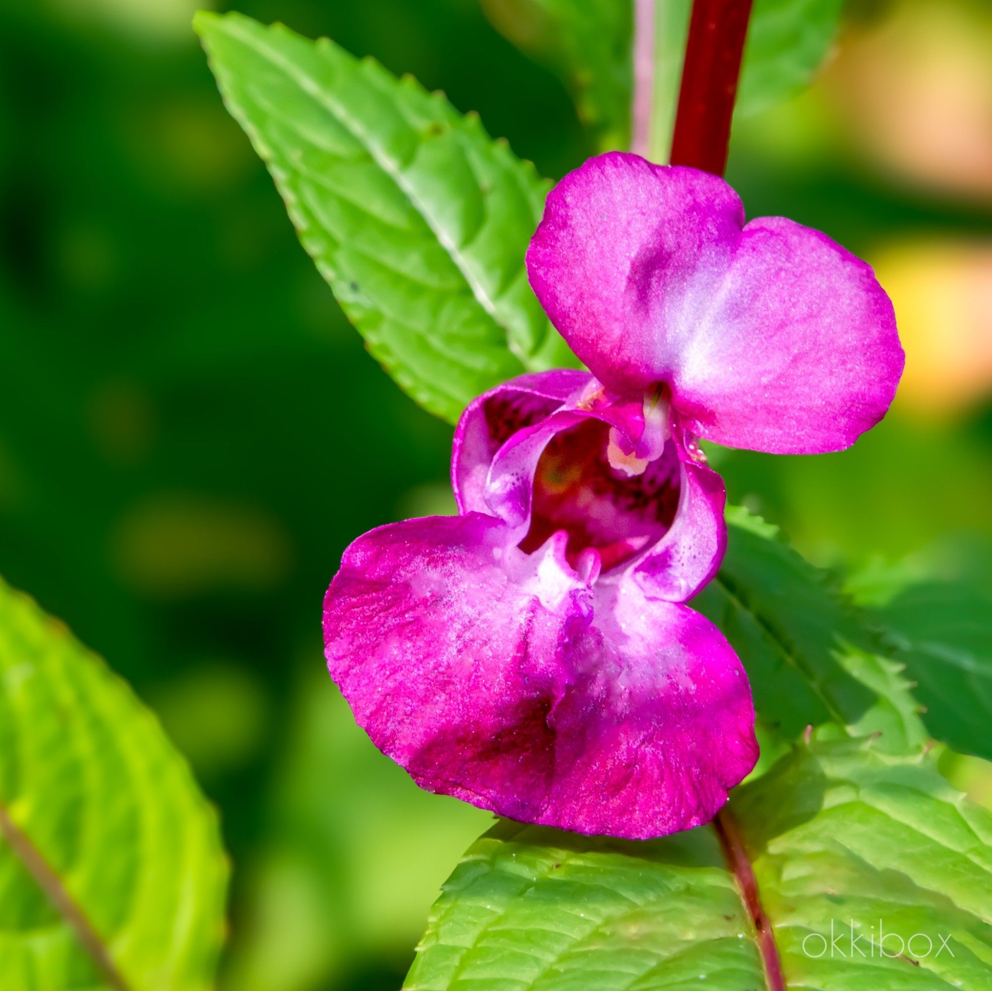 Een bloem van de roze Reuzenbalsemien omgeven door groen blad. De reuzenbalsemien is een exoot, de plant hoort hier dus eigenlijk niet thuis. Maar ze is wel erg mooi.