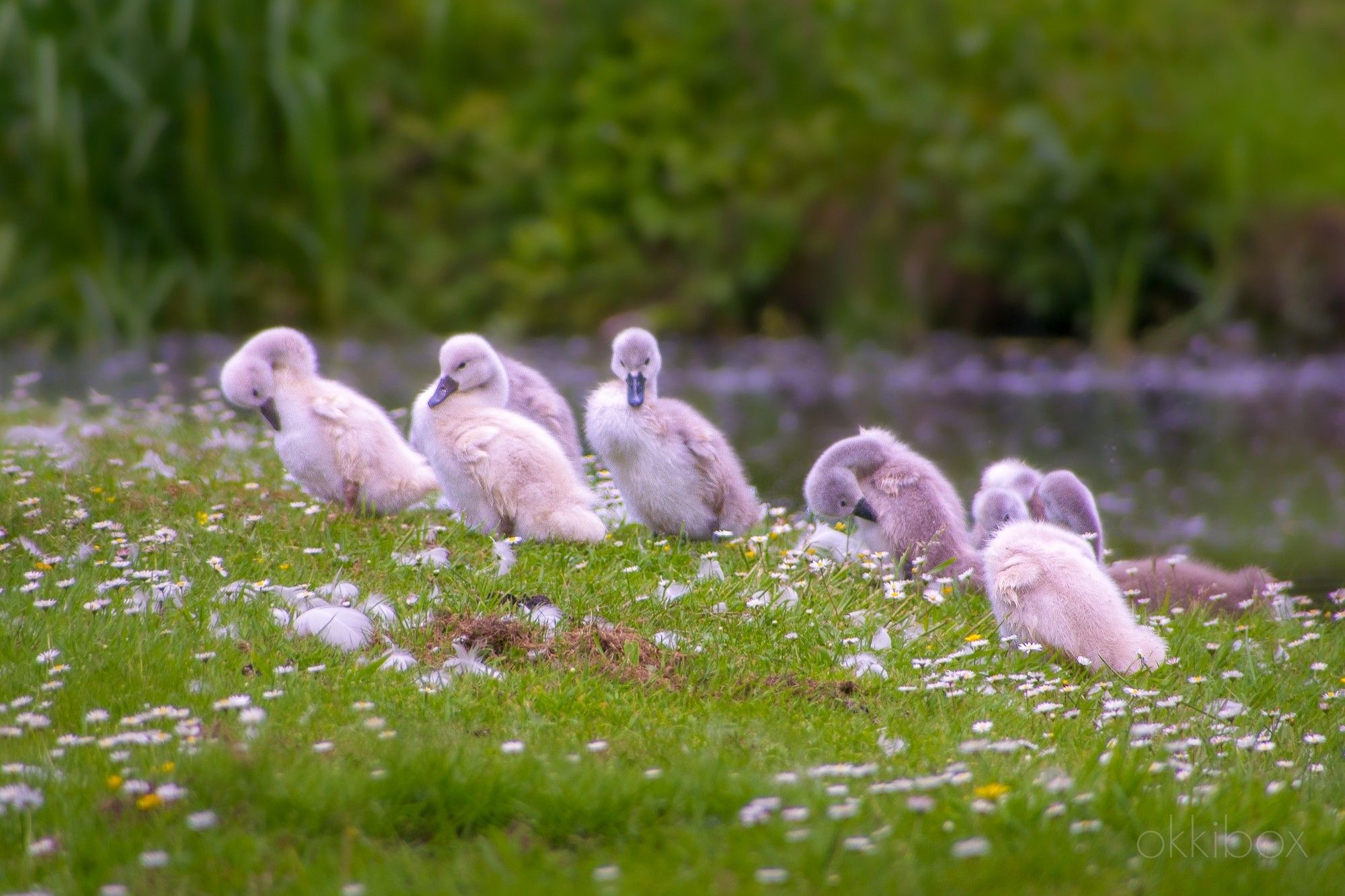 Een groepje piepjonge knobbelzwanen rusten uit en poetsen de veren na een zwempartij in het gras langs de slootkant.