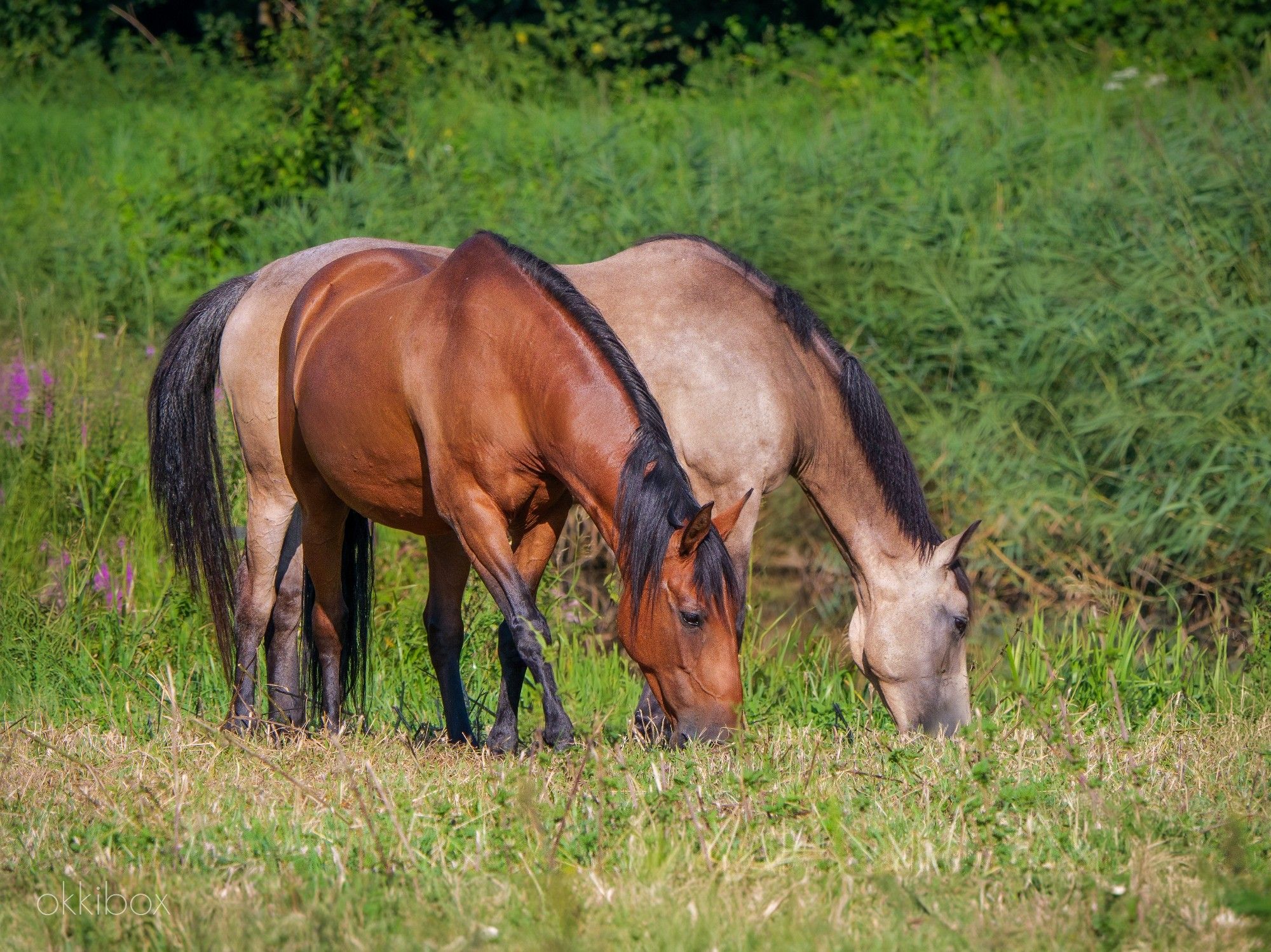 Twee paarden met zwarte manen. Het ene paard is kastanjebruin, het ander is licht beigebruin en staat achter het bruine paard te grazen. Op de achtergrond zie je nog het restant hoge gras dat niet is weggemaaid.