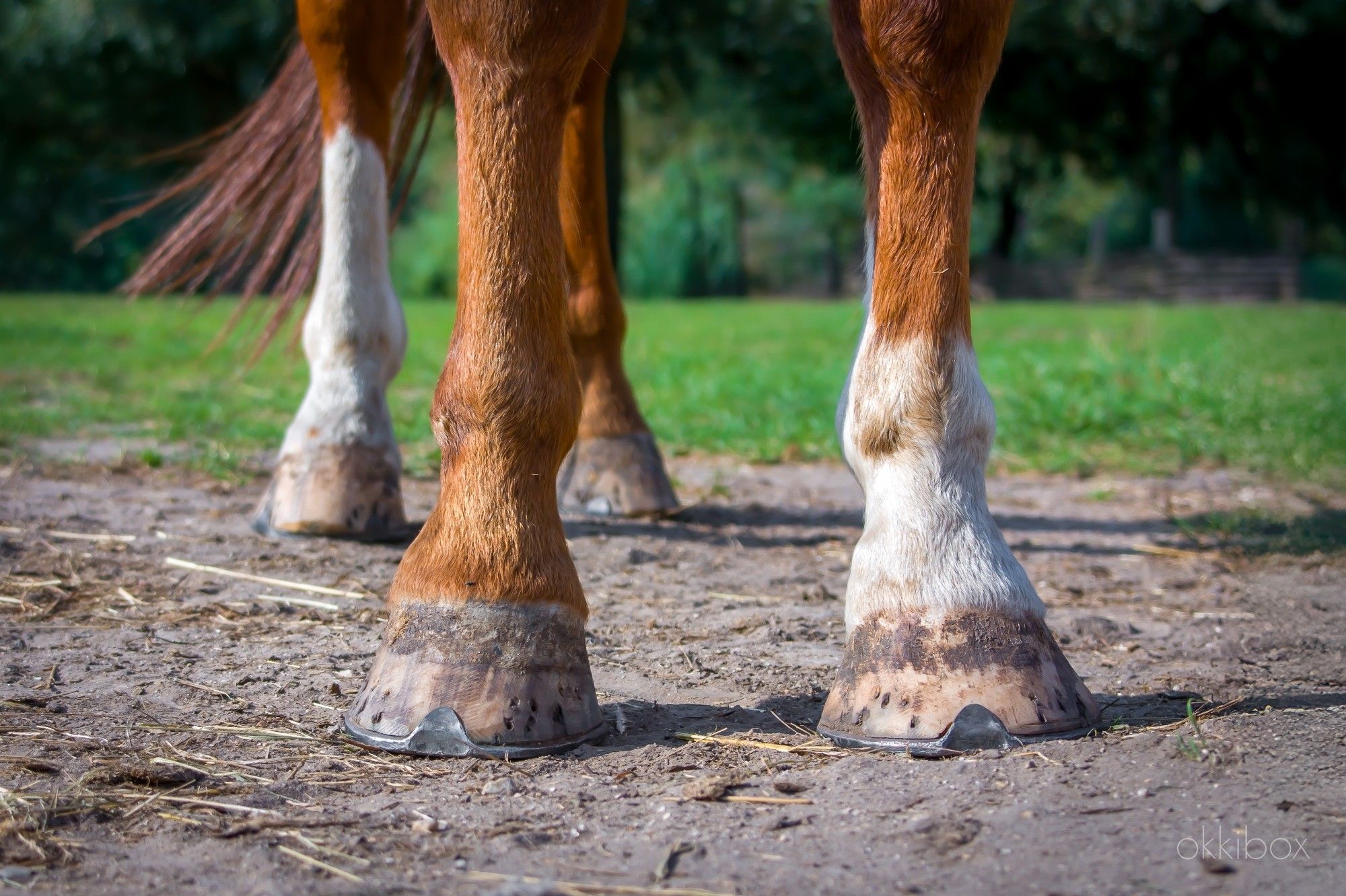 Paardenbenen met witte sokken en hoefijzers op zand vermengd met stro. Op de achtergrond zie je vervaagd een grasveld en bomen. Je ziet enkel de benen gefotografeerd in kikvorsperspectief.