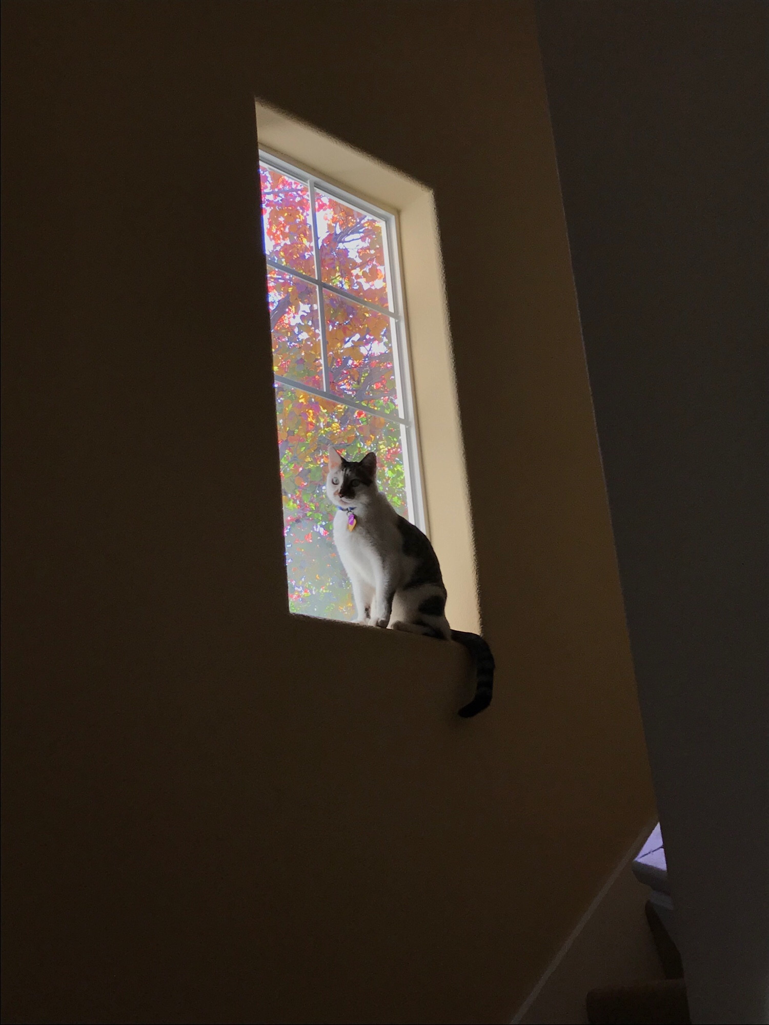 Cat is sitting on window sill. He looks very handsome. Outside the window the leaves of a tree are turning from green to red and yellow.