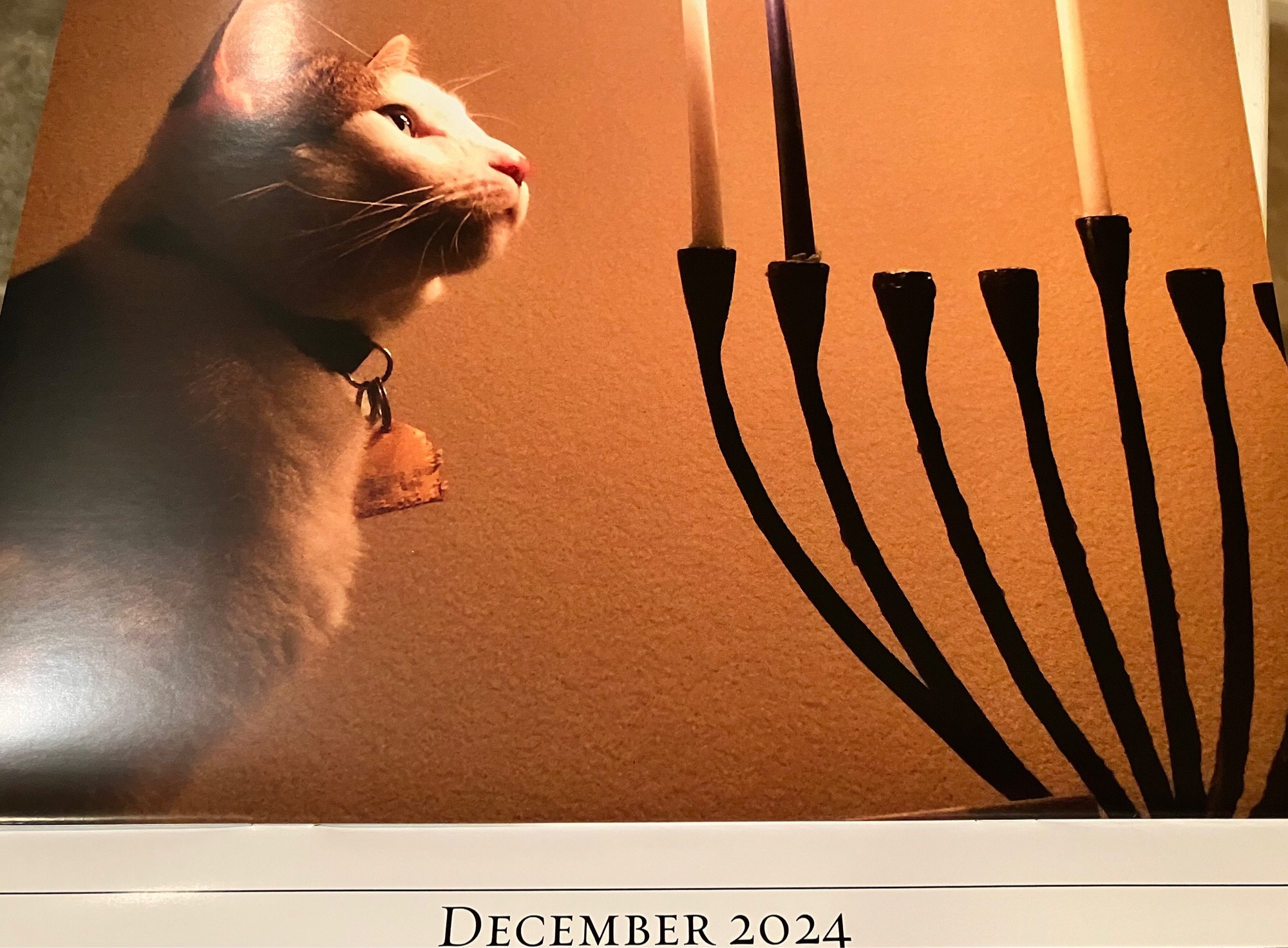 Photo of a calendar turned to December 2024. A very handsome white and brown tabby cat is looking at a Hanukiah. The first two nights a lit.