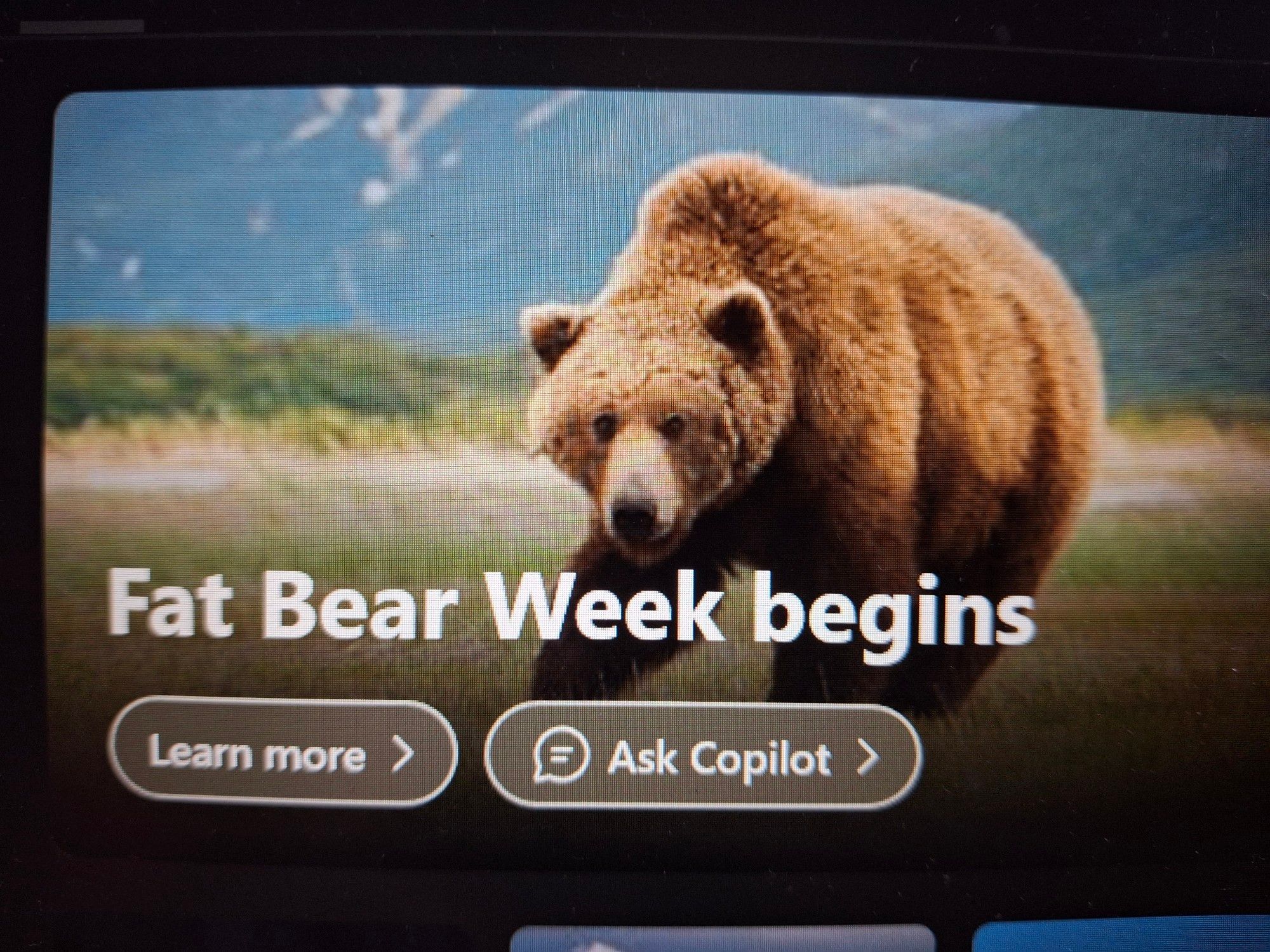 Photo of a grizzly bear advertising Fat Bear Week