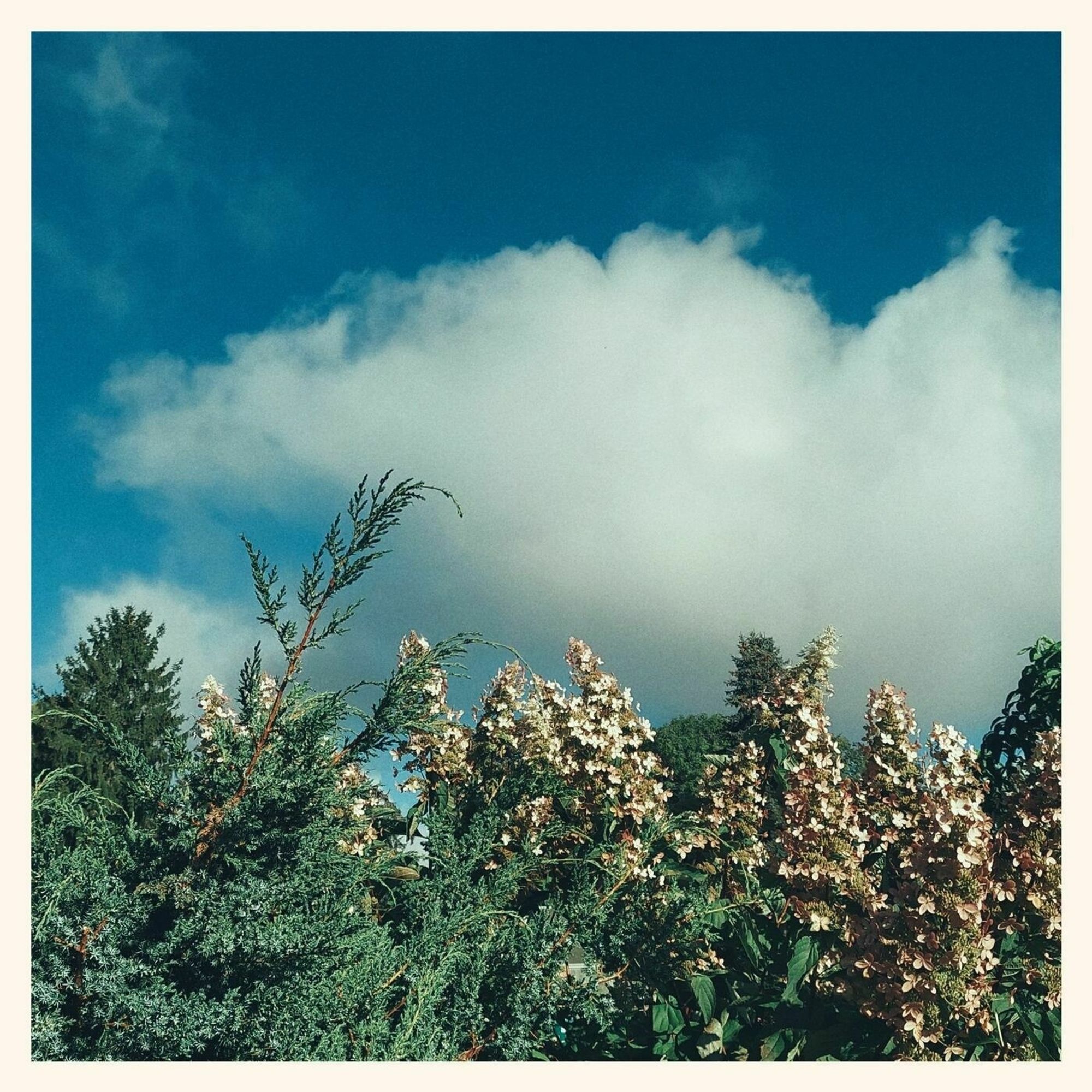 Blue sky and a huge white cloud above bushes.