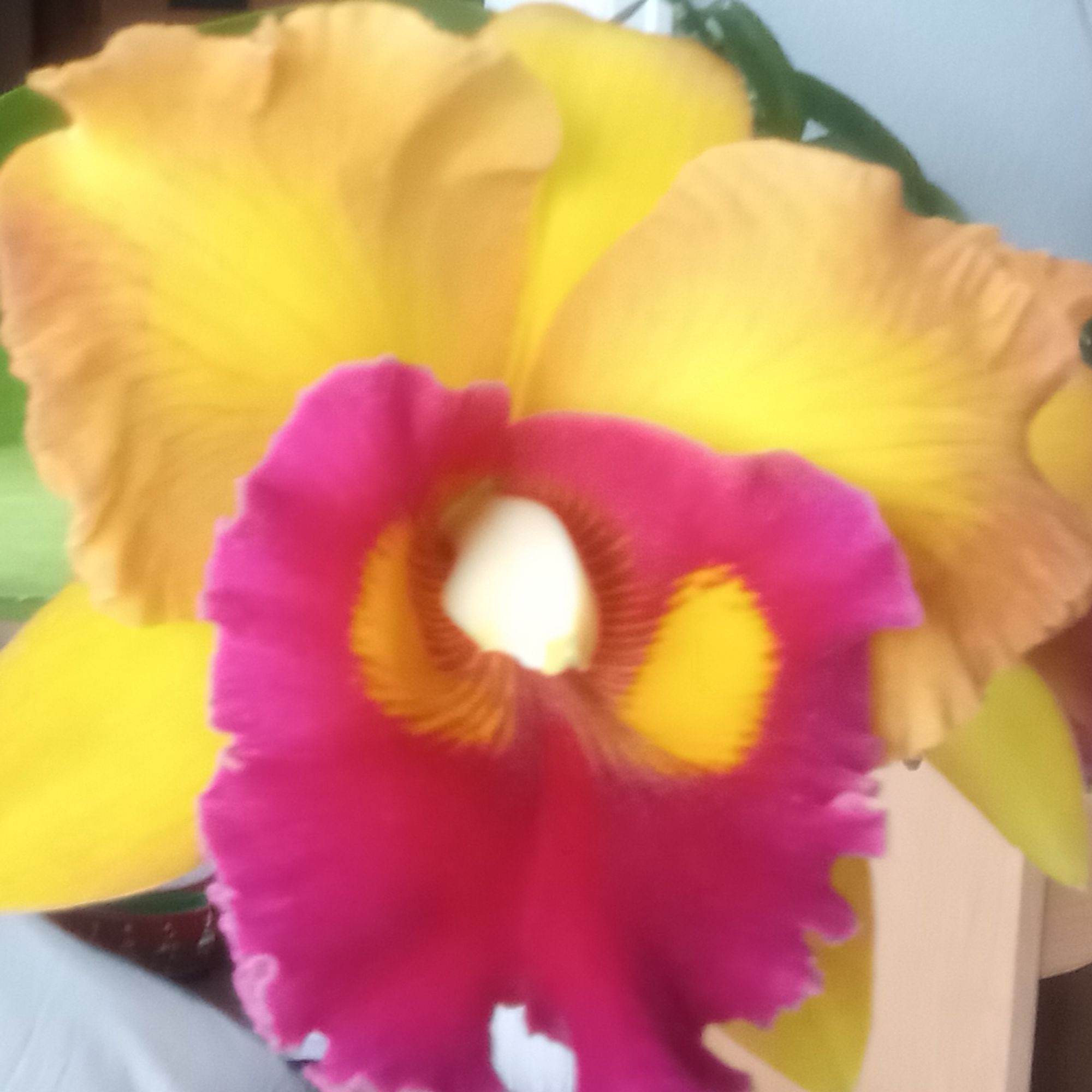 Stunning cattleya orchid with peach and yellow petals and a hot pink lip