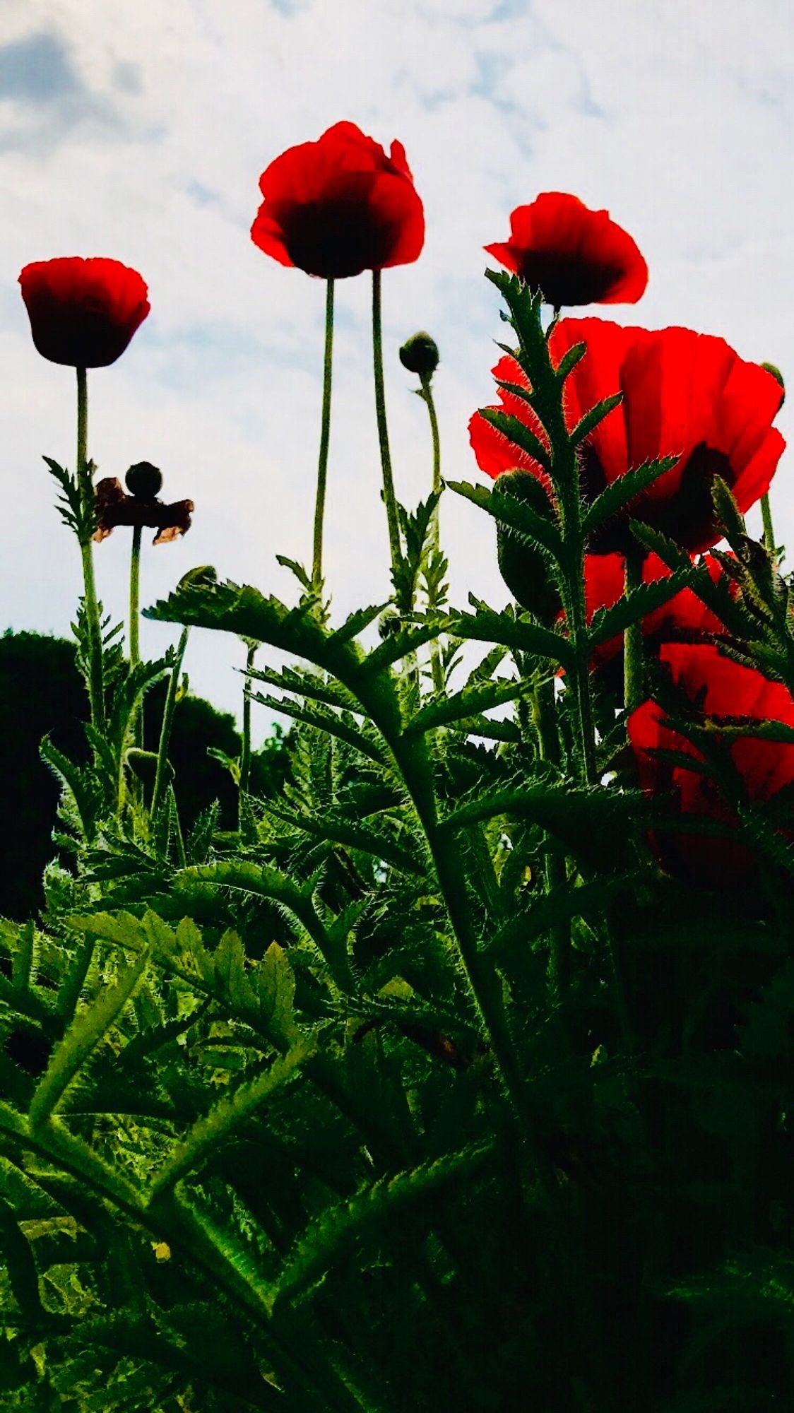 Mohnblumen von unten.