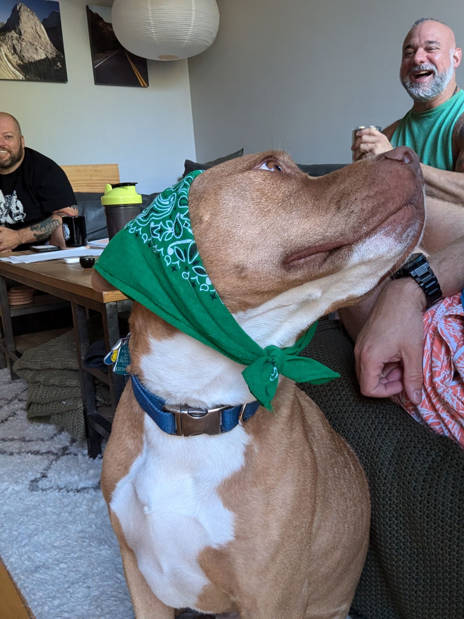 Freddie, a pit mix, looks back at two men laughing on a couch. He wears a bandana over his head