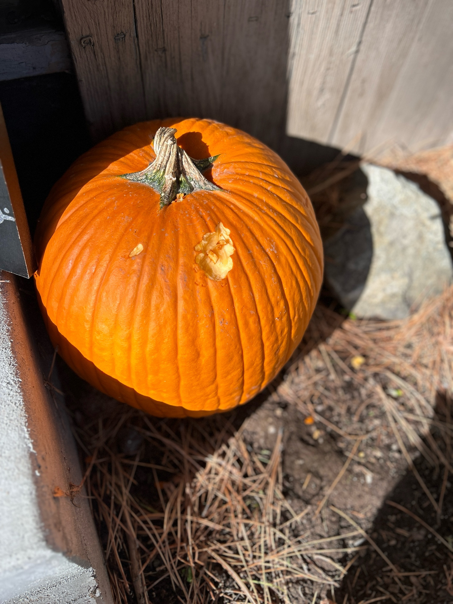 A photo of a large orange pumpkin with small bite marks in it