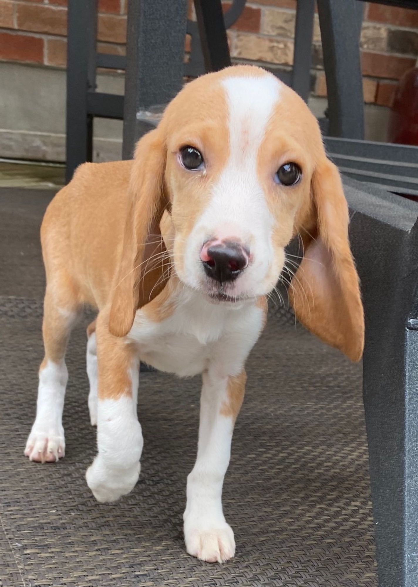 The cutest Lemon Beagle puppy ever,  staring into the camera with big floppy ears.