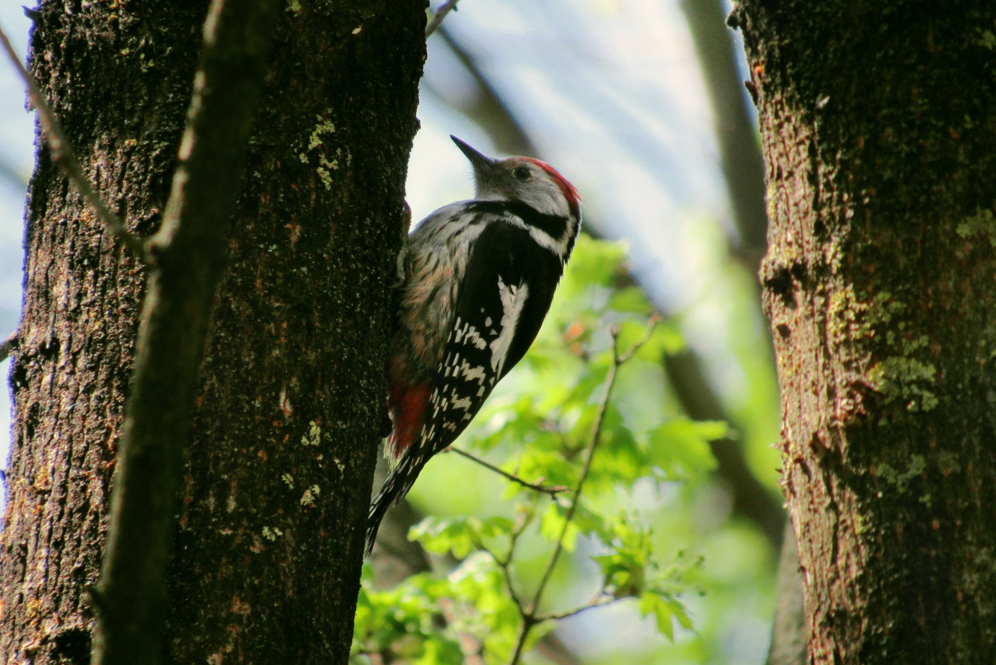 Middle spotted woodpecker (Dendrocoptes medius) on a tree.