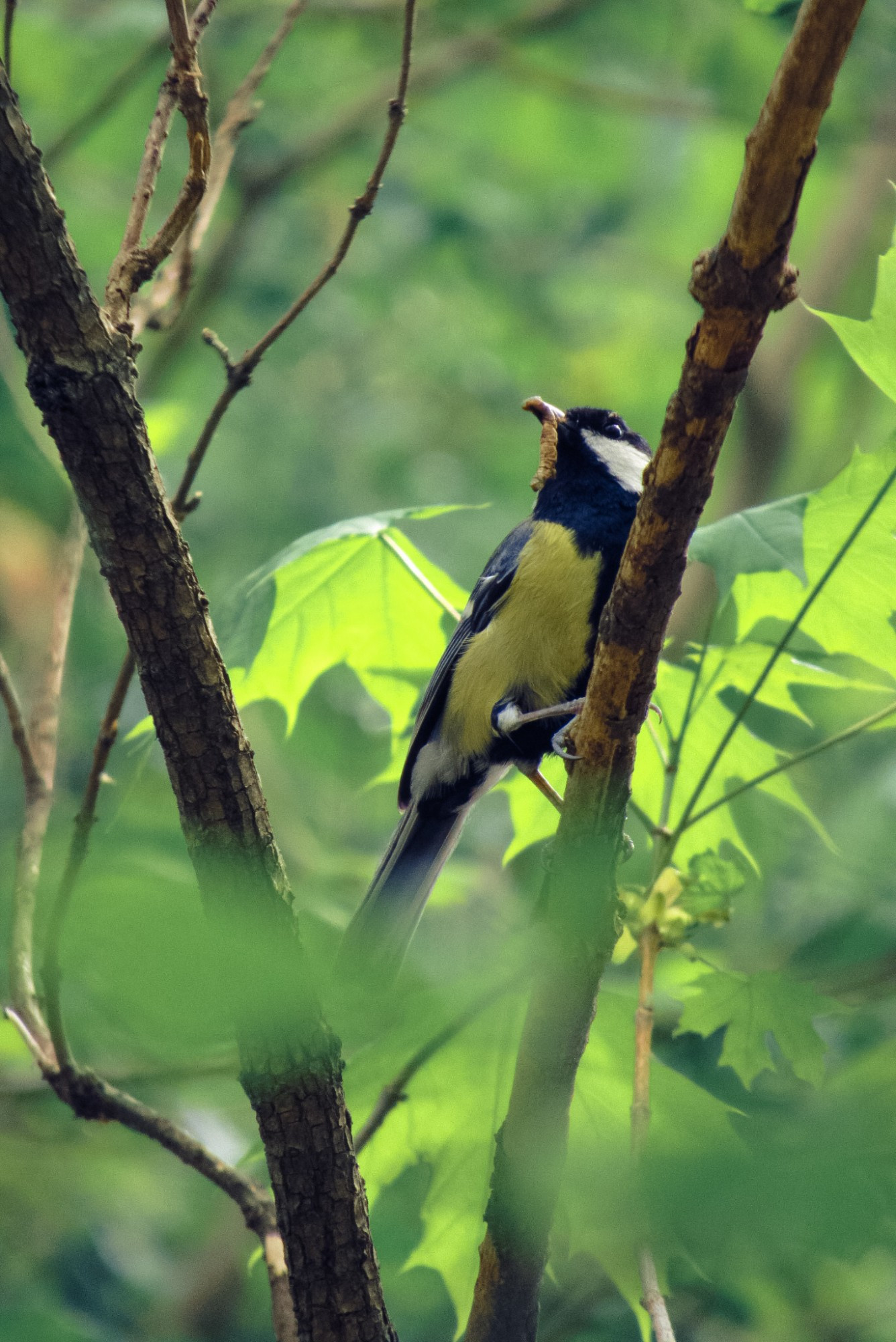 Great tit (Parus major) sitting on a branch and holding a maggot in its beak.